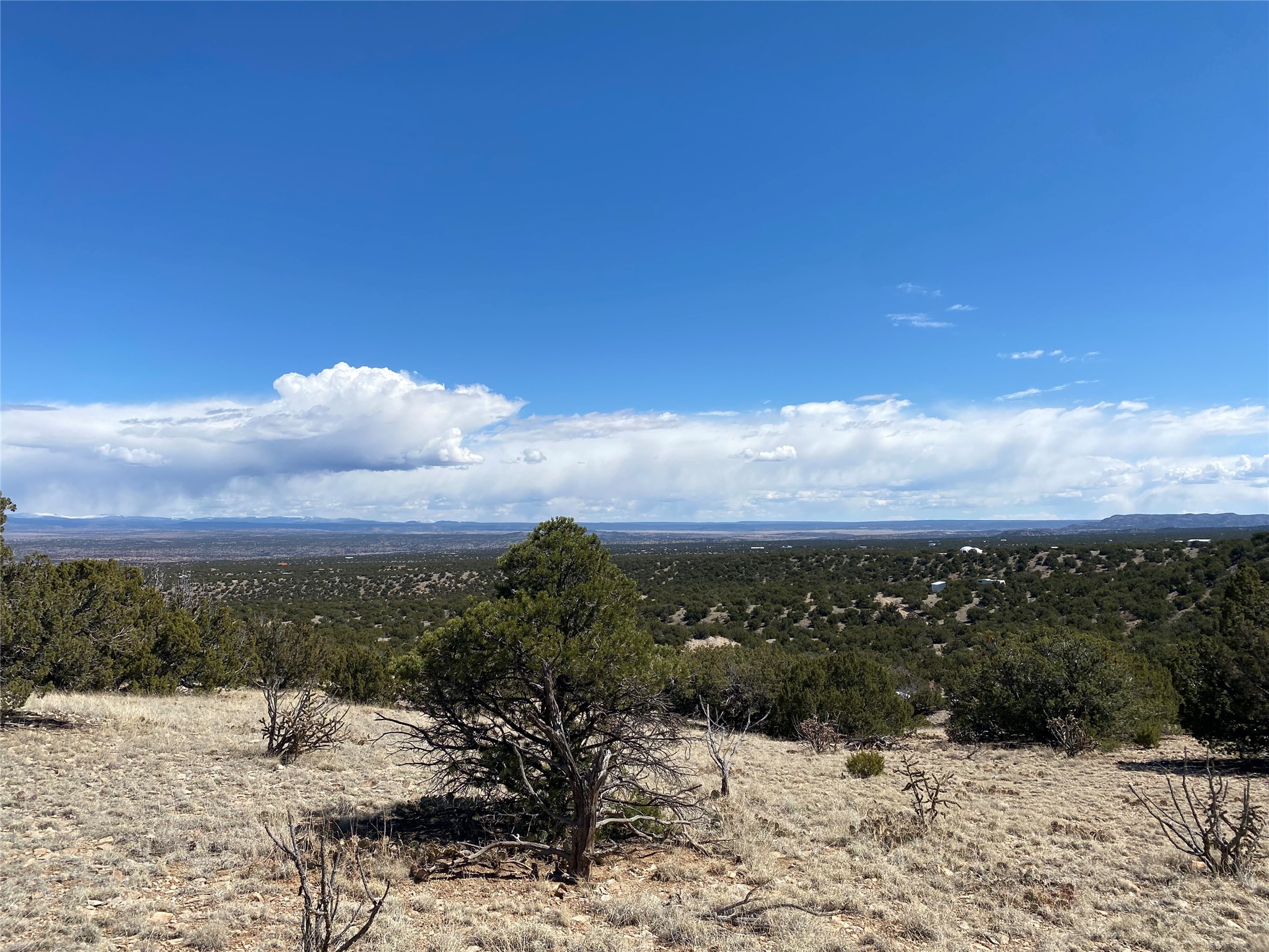 40 Wild Mountain