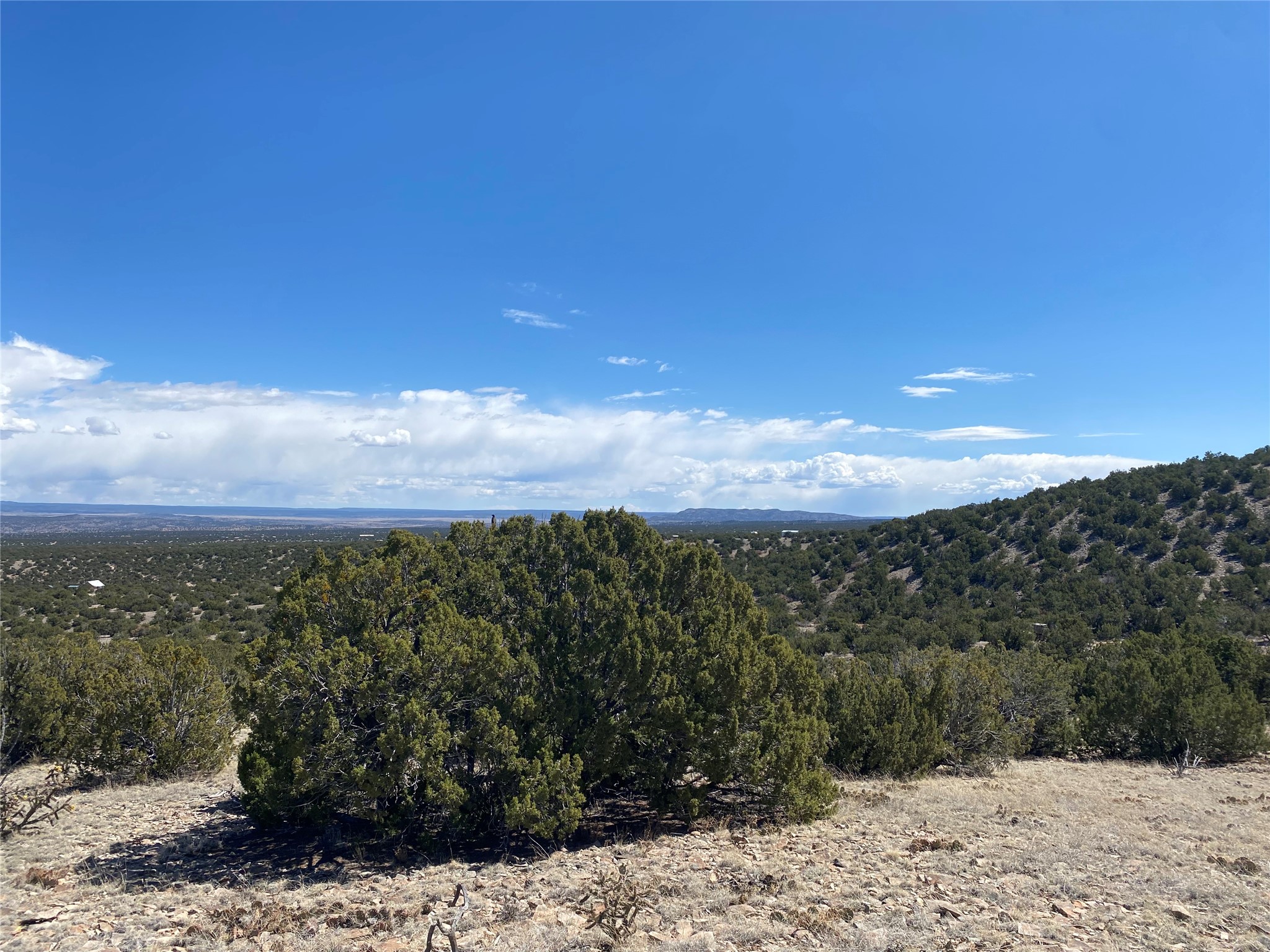 40 Wild Mountain