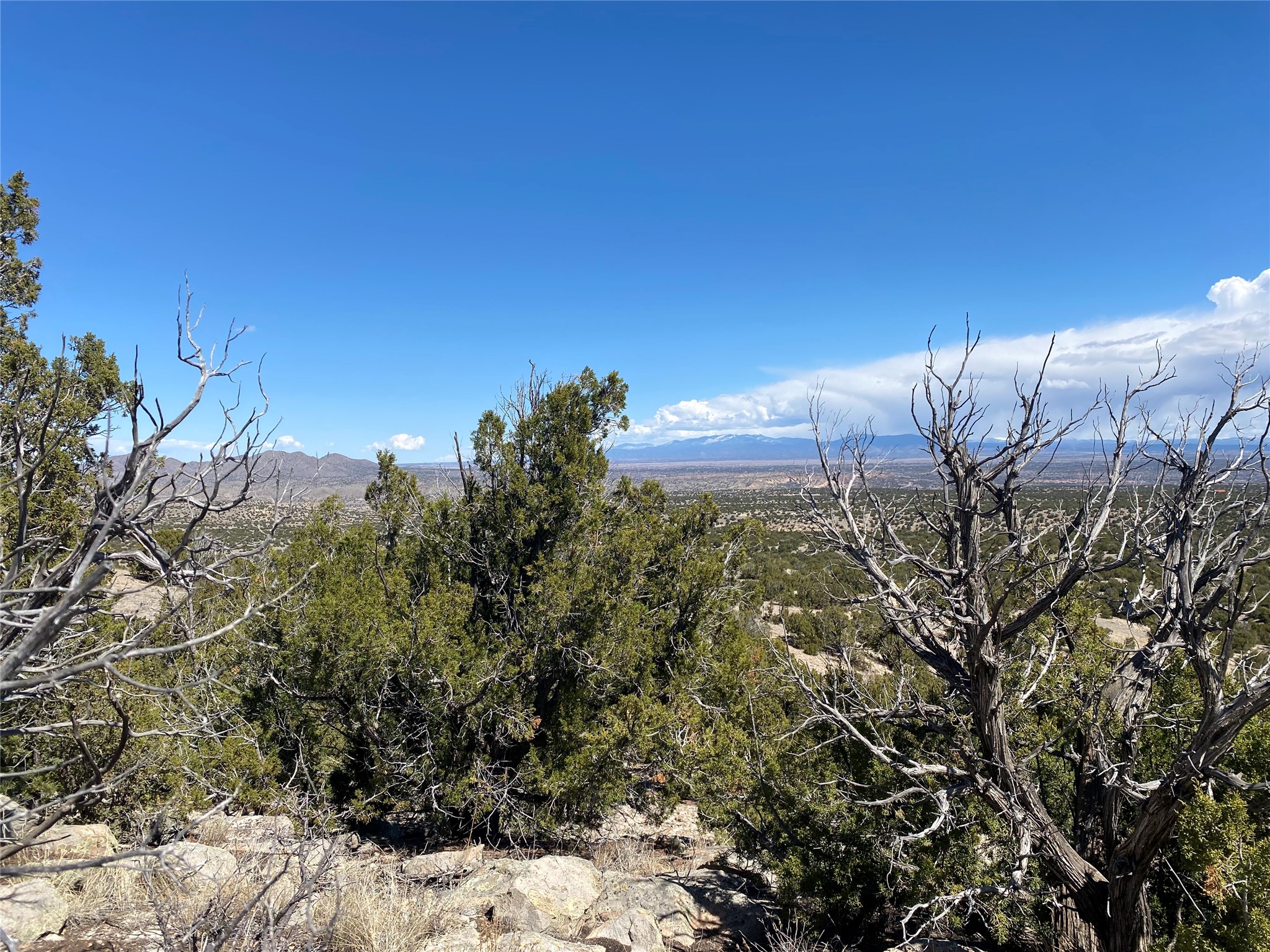 40 Wild Mountain