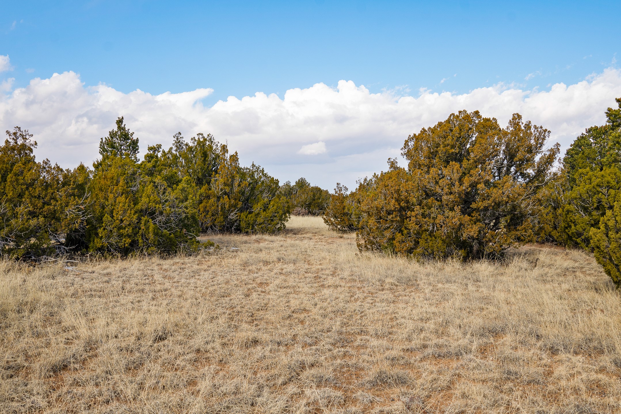 156 Wagon Trail