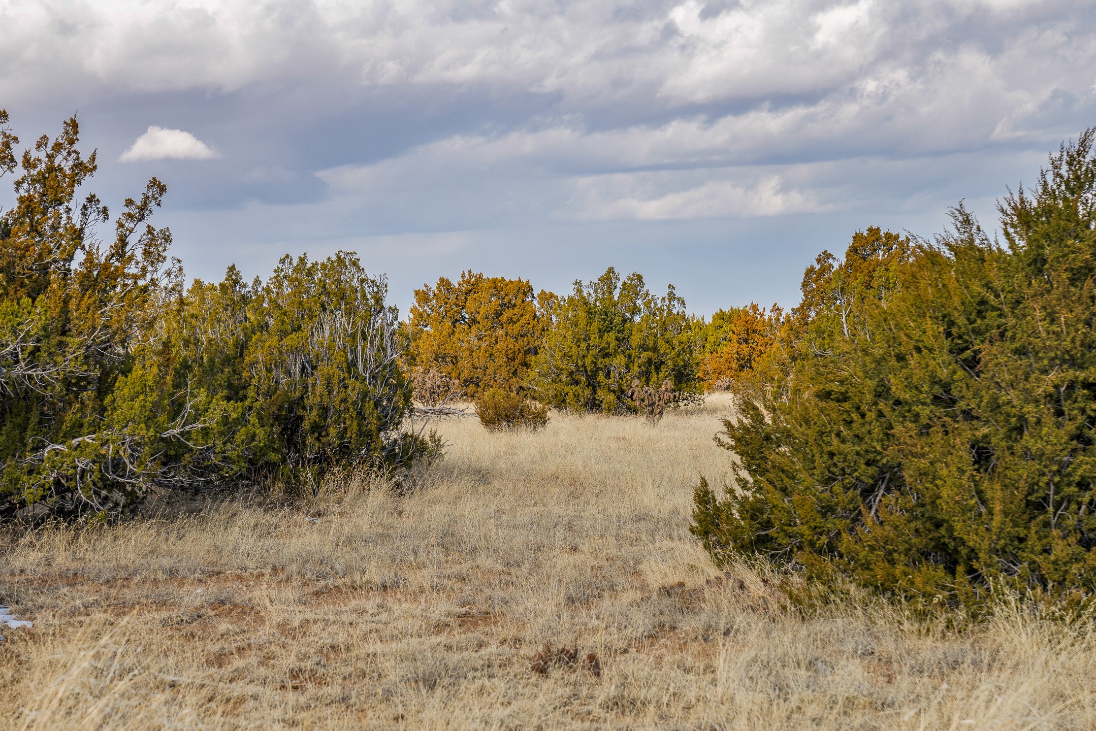 156 Wagon Trail
