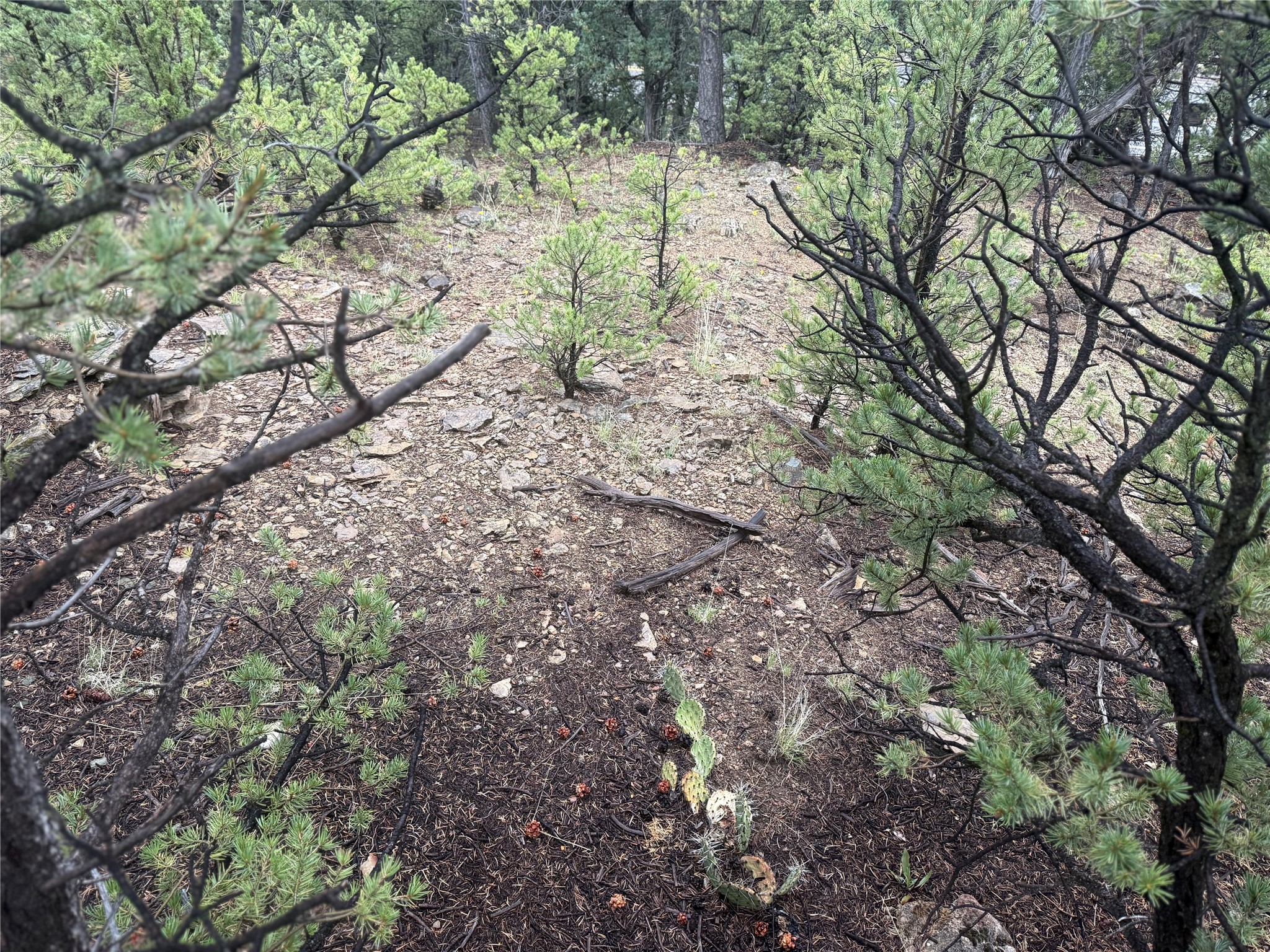 1 Acre Highway 63