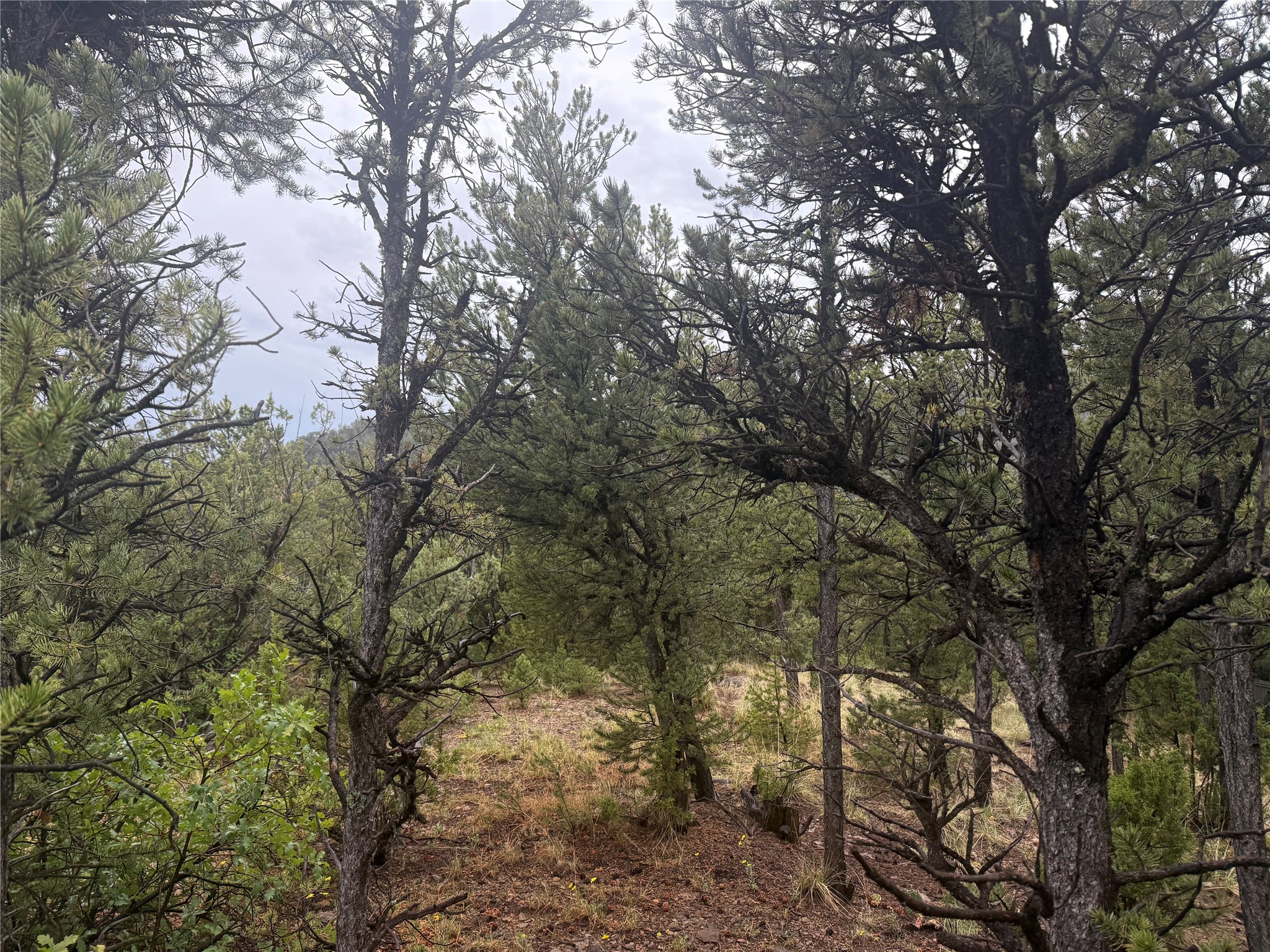 1 Acre Highway 63