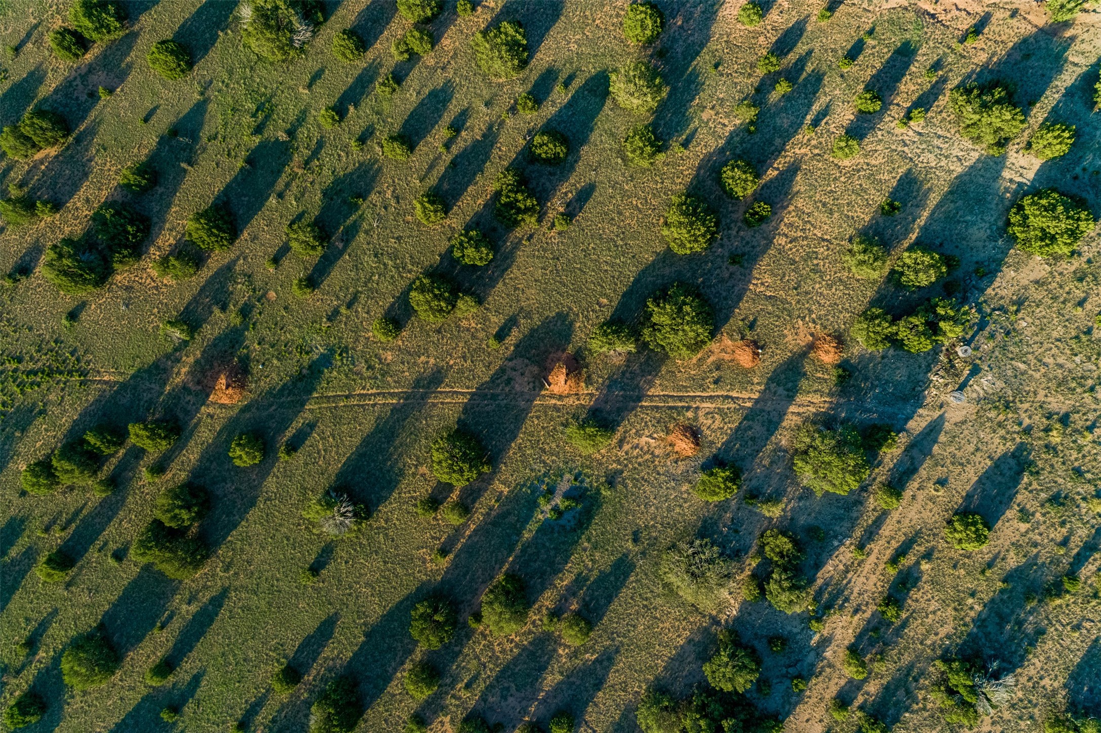 4221 Palo Amarillo Road