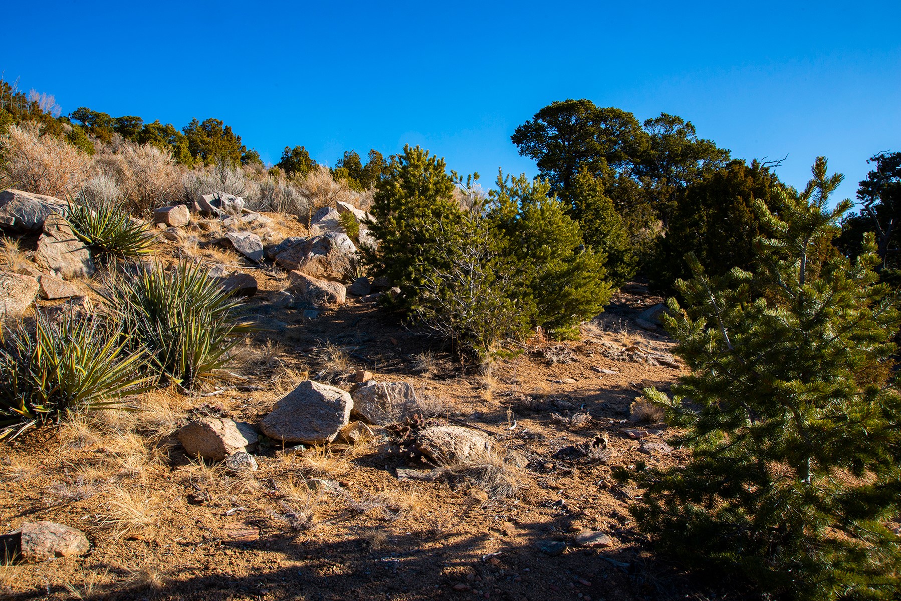 109 Coyote Mountain