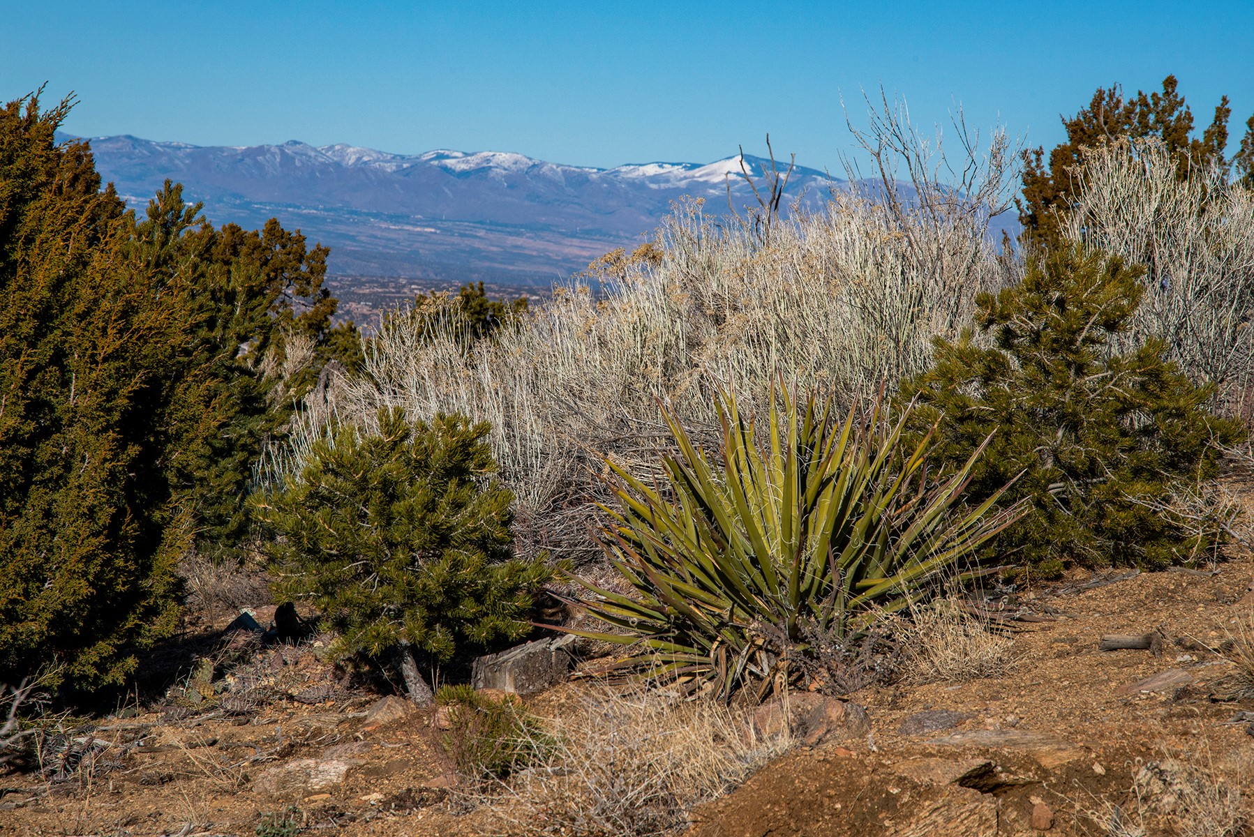 109 Coyote Mountain