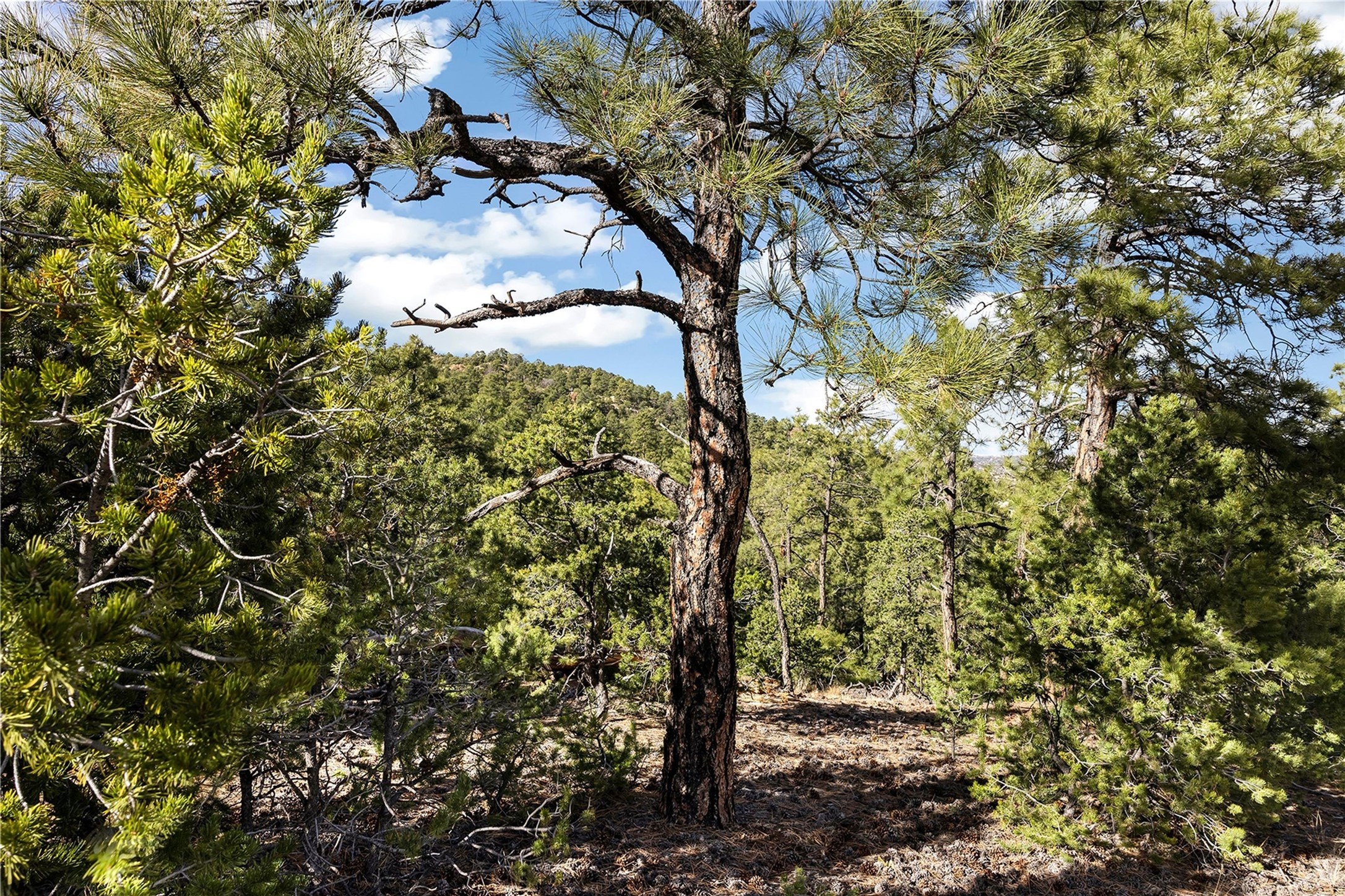 4A Ponderosa Ridge Road