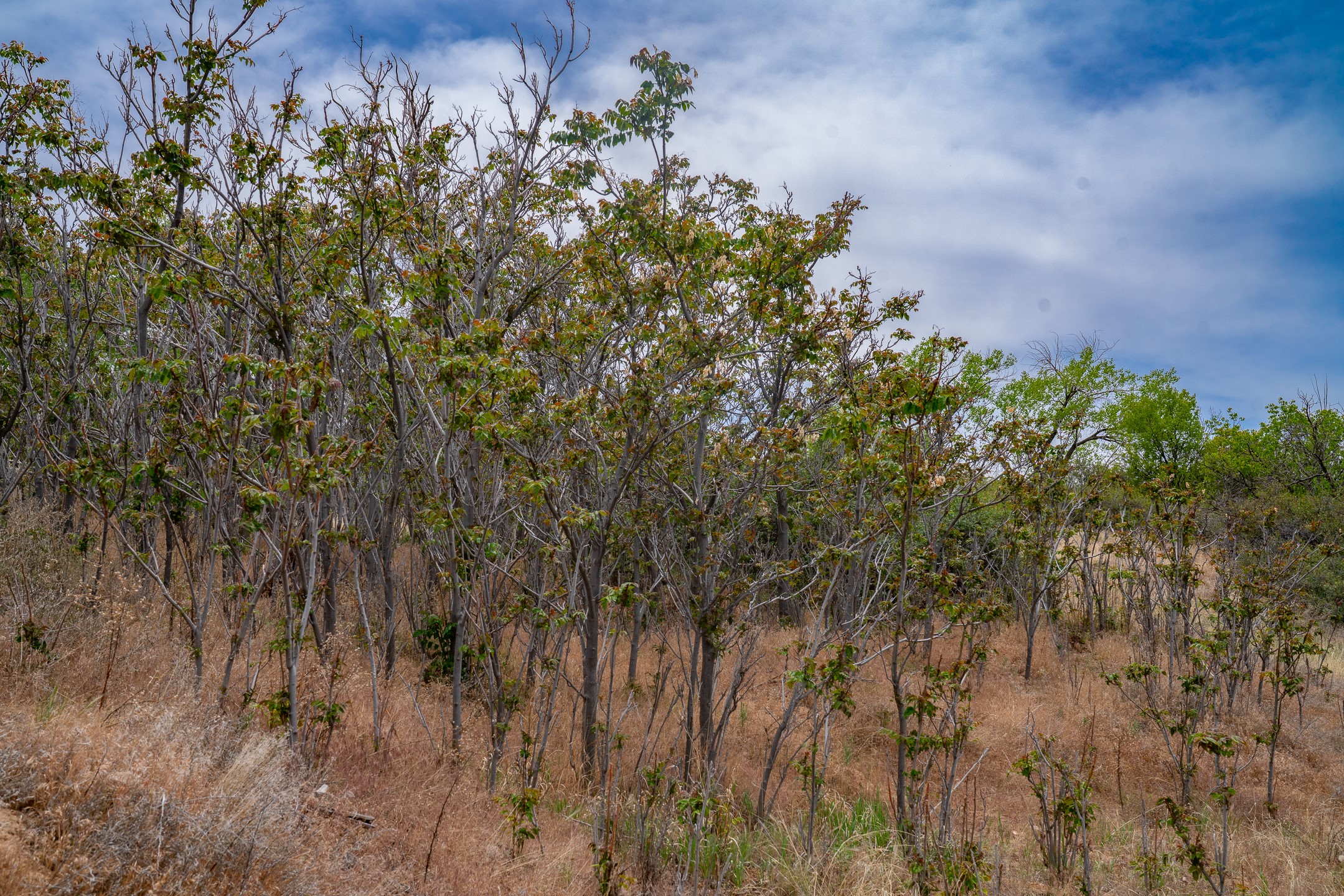 7 Rancho De Ortiz