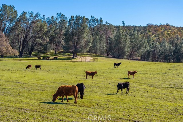 535 Calf Canyon Highway