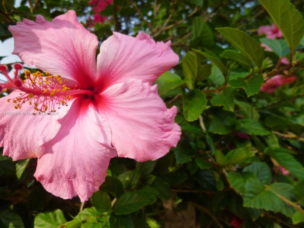 405 N Hibiscus Dr # 203