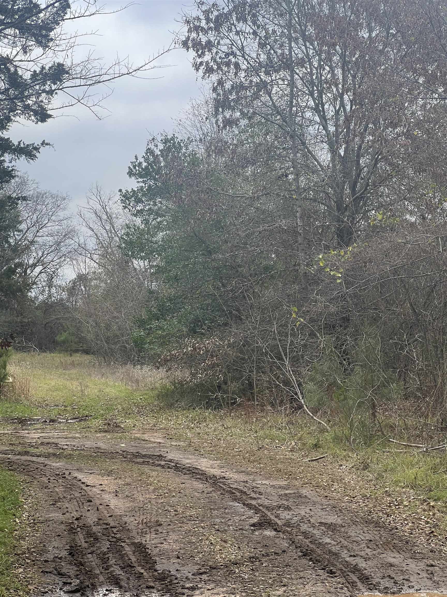 Tb determined Pine Tree Rd