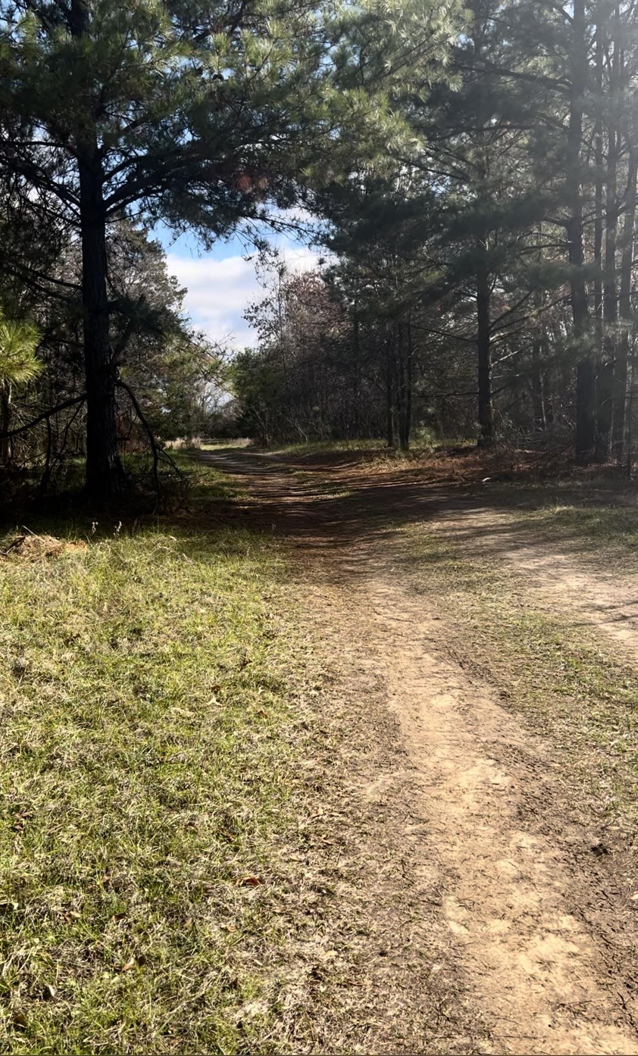 Tb determined Pine Tree Rd