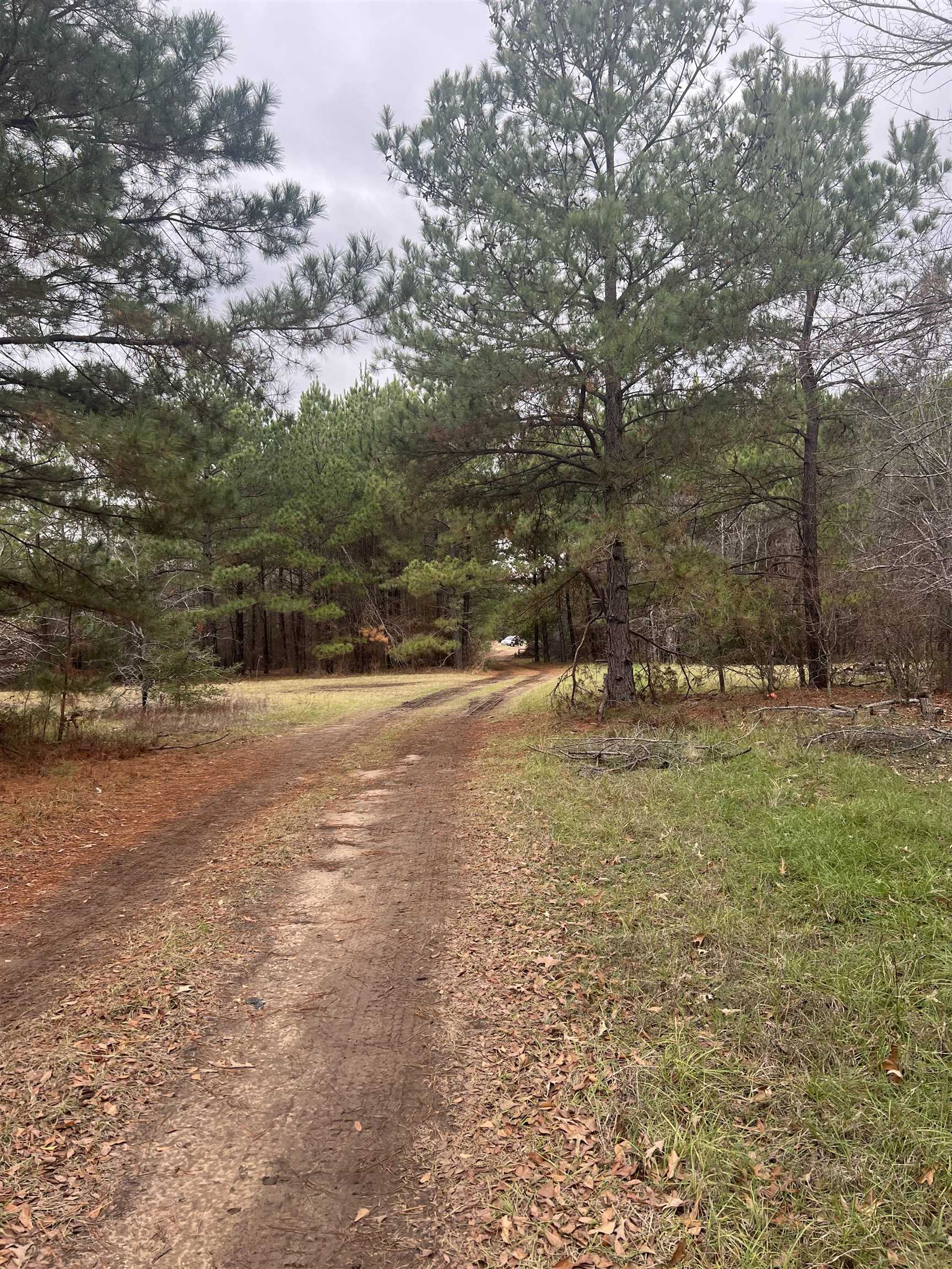 Tb determined Pine Tree Rd