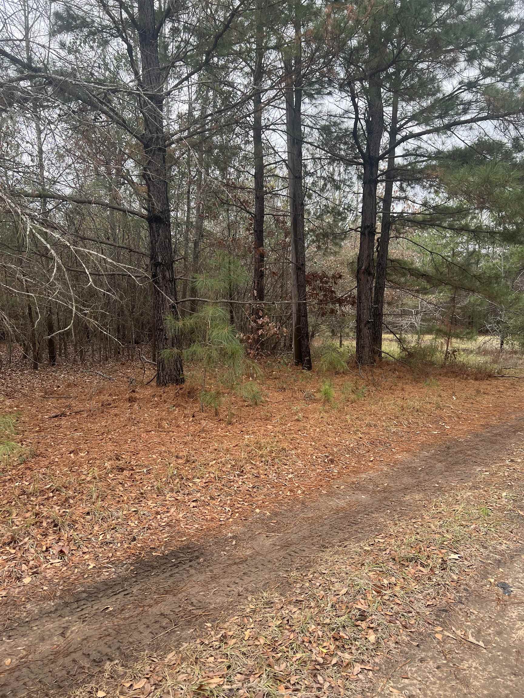 Tb determined Pine Tree Rd