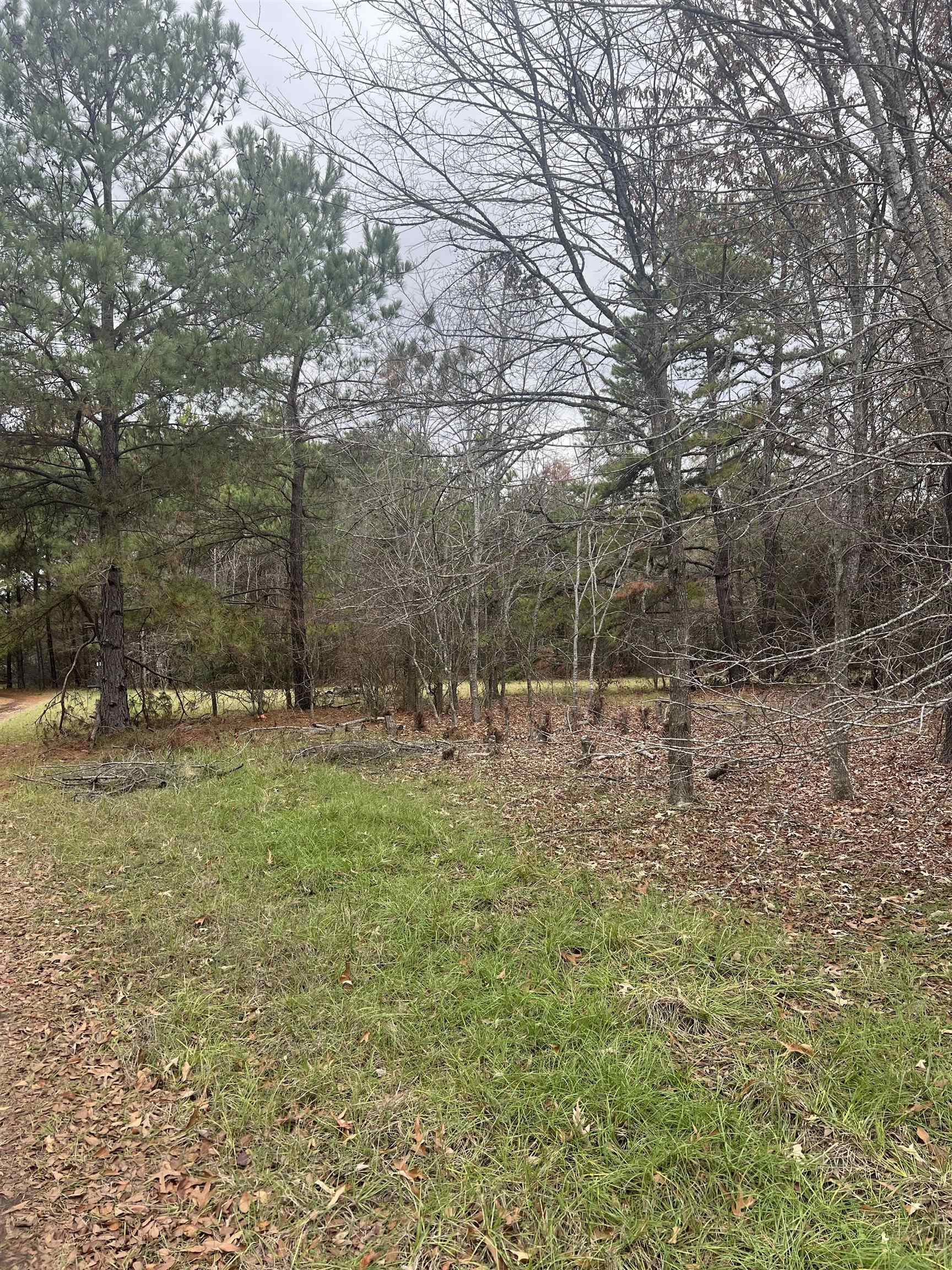 Tb determined Pine Tree Rd