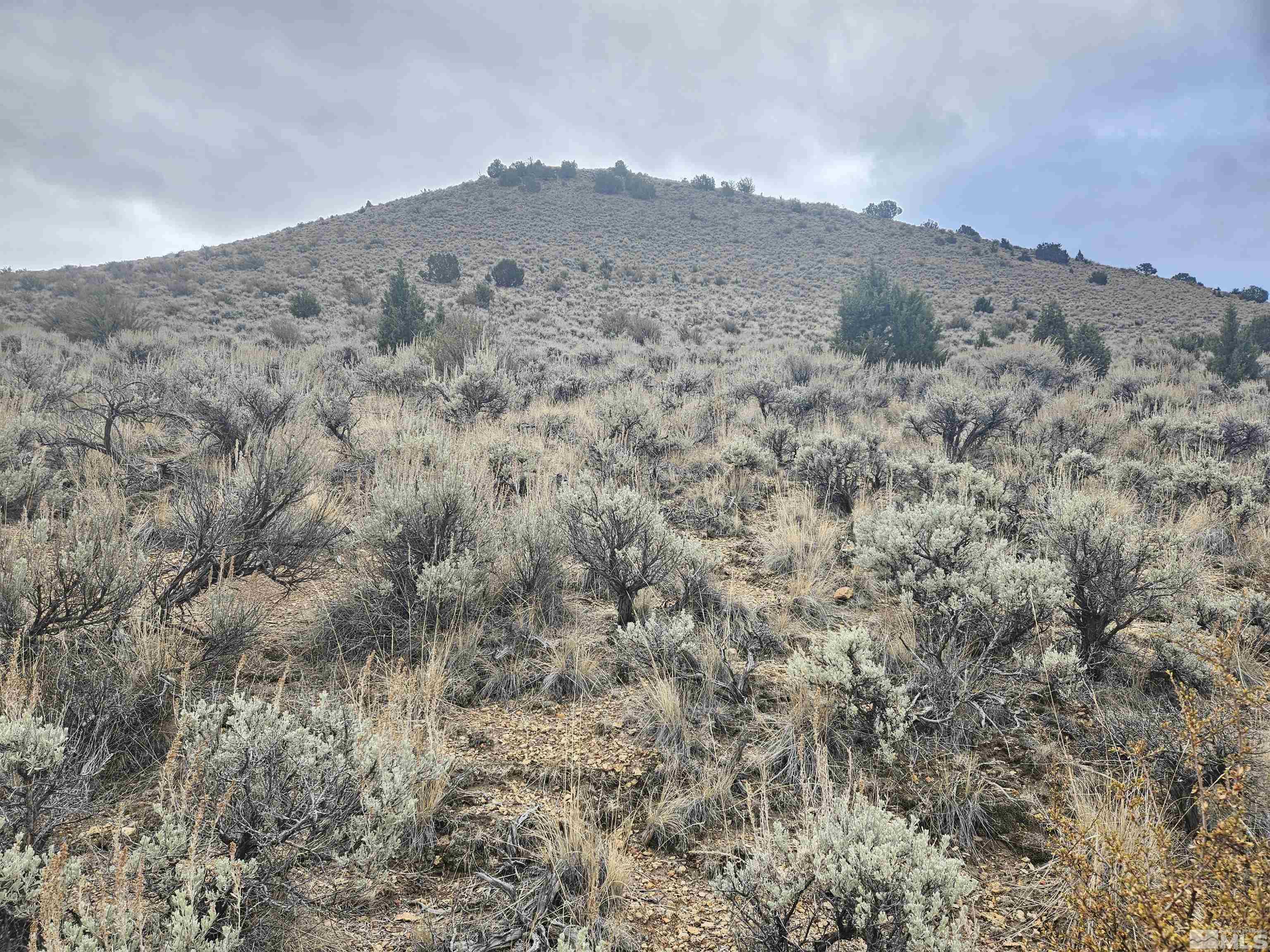 Chokecherry Lane