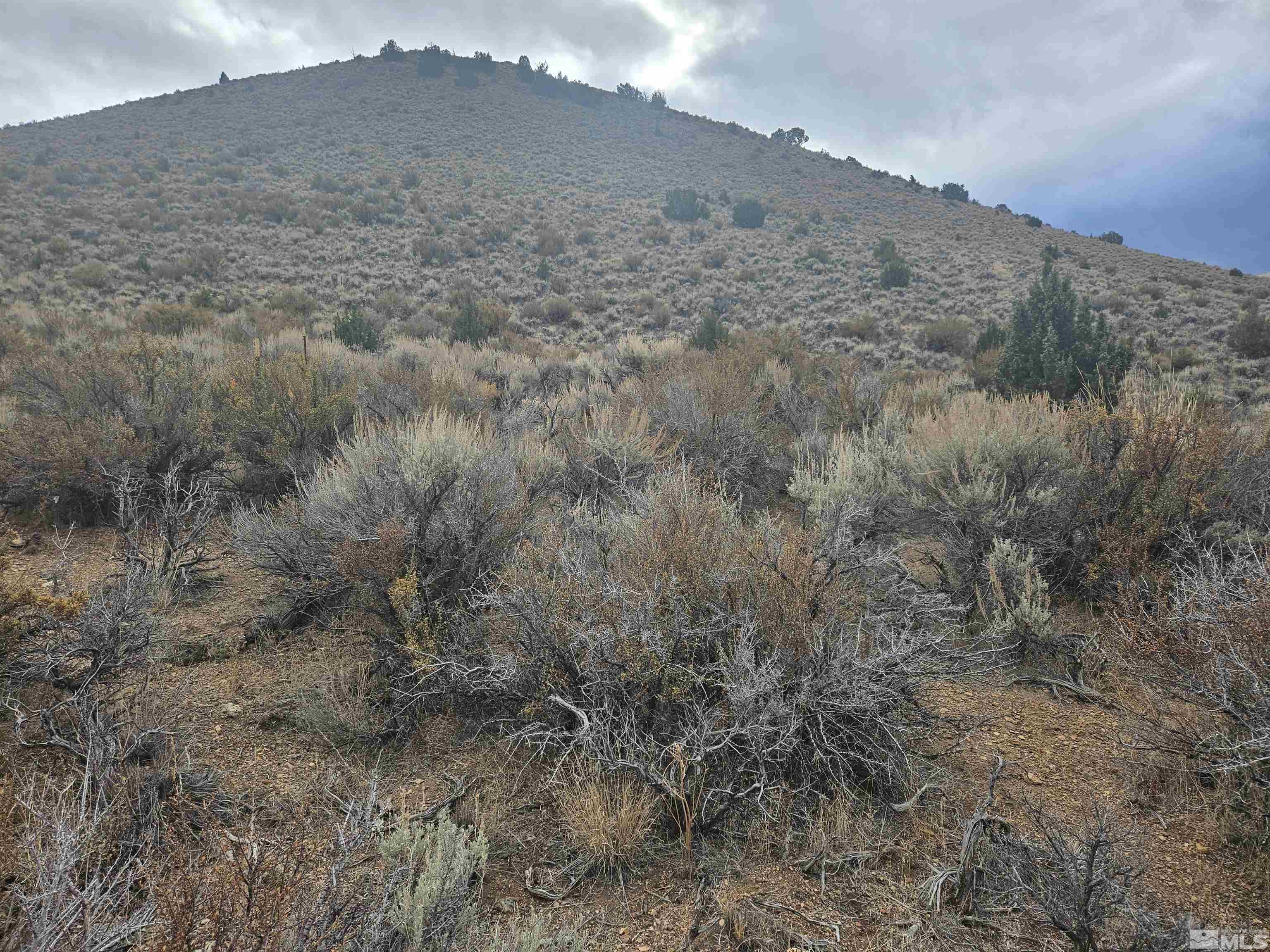 Chokecherry Lane