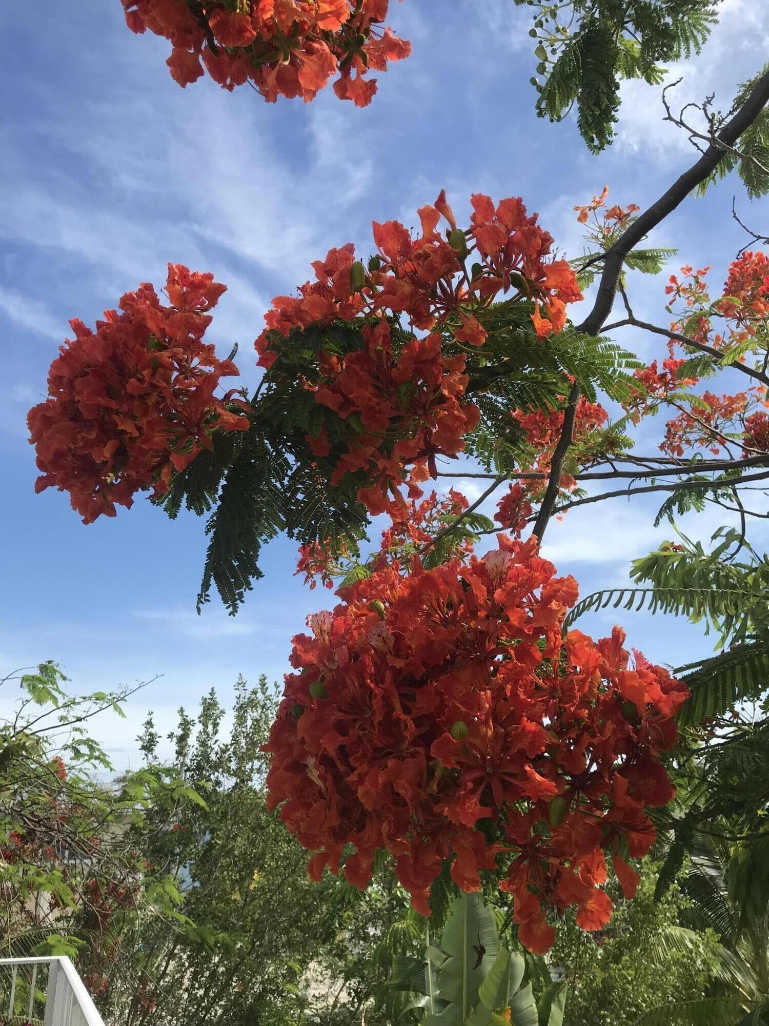 22994 Anne Bonny Lane