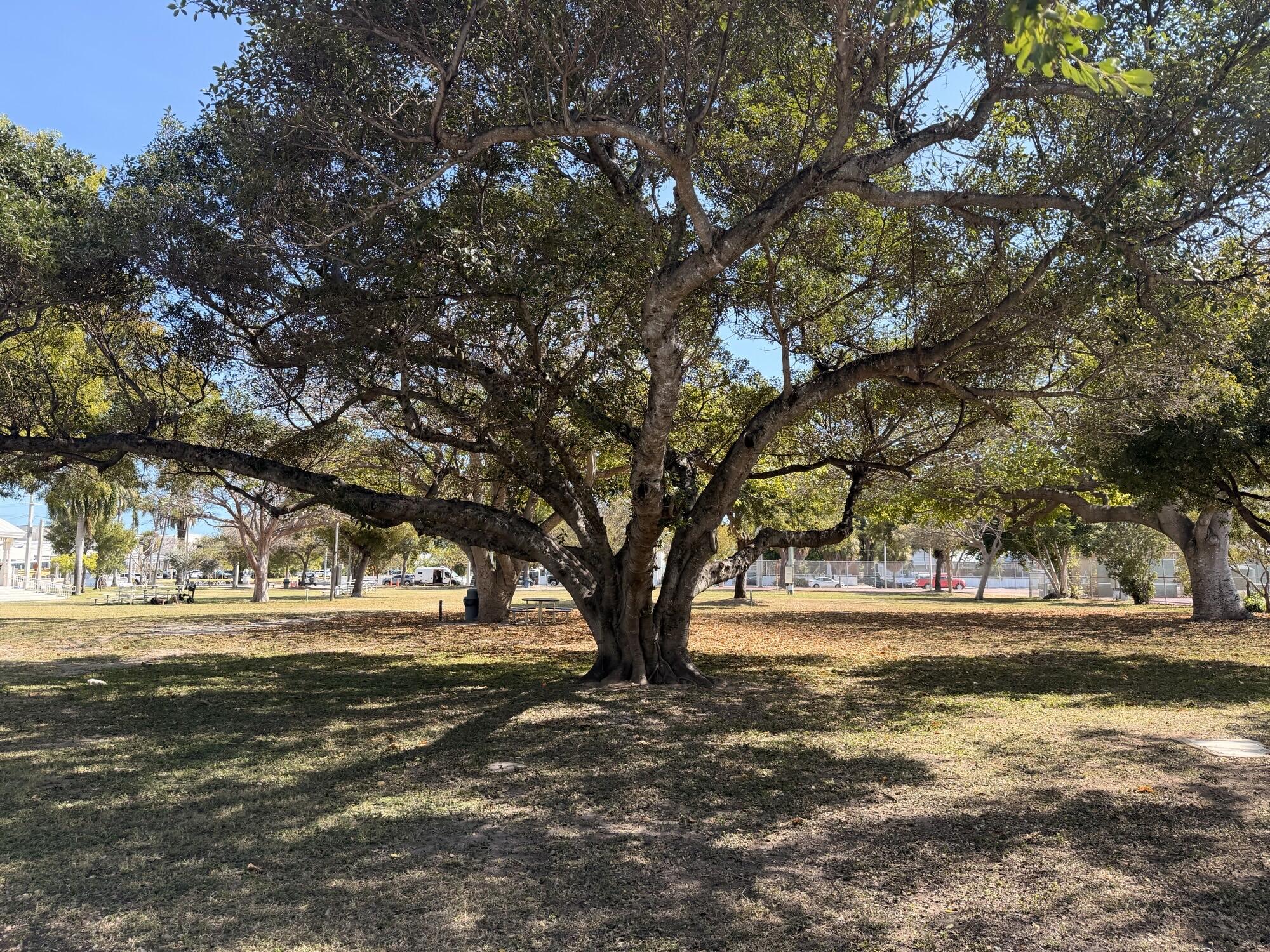 1411 Truman Avenue Unit: APT 1