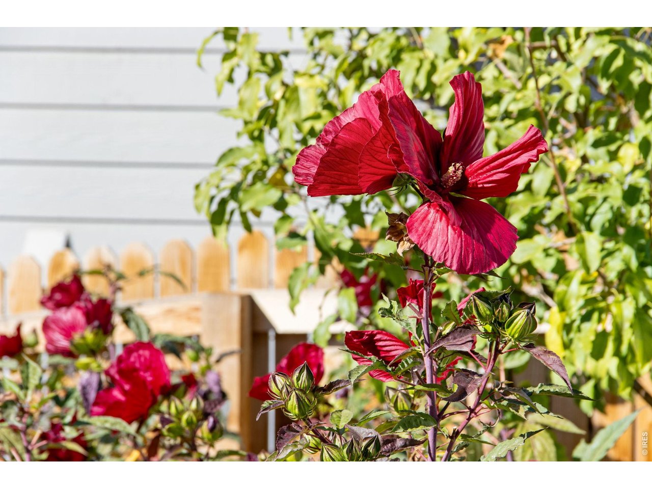 Red hibiscus flowers rise above leafy garden foliage beside white siding and a wooden fence.