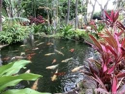 300 Wai Nani Way II1811