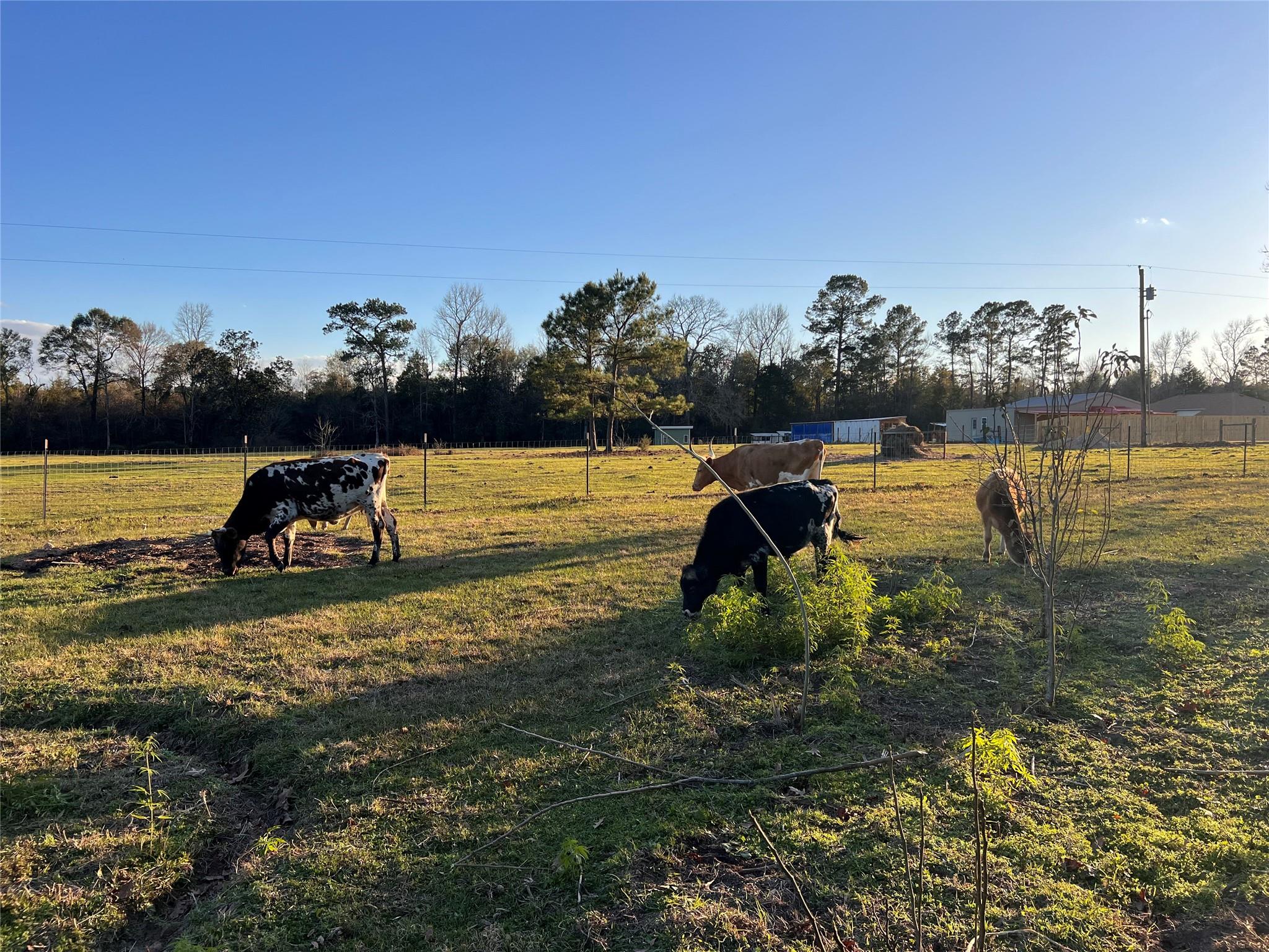 1799 Lilley Yeager Loop S