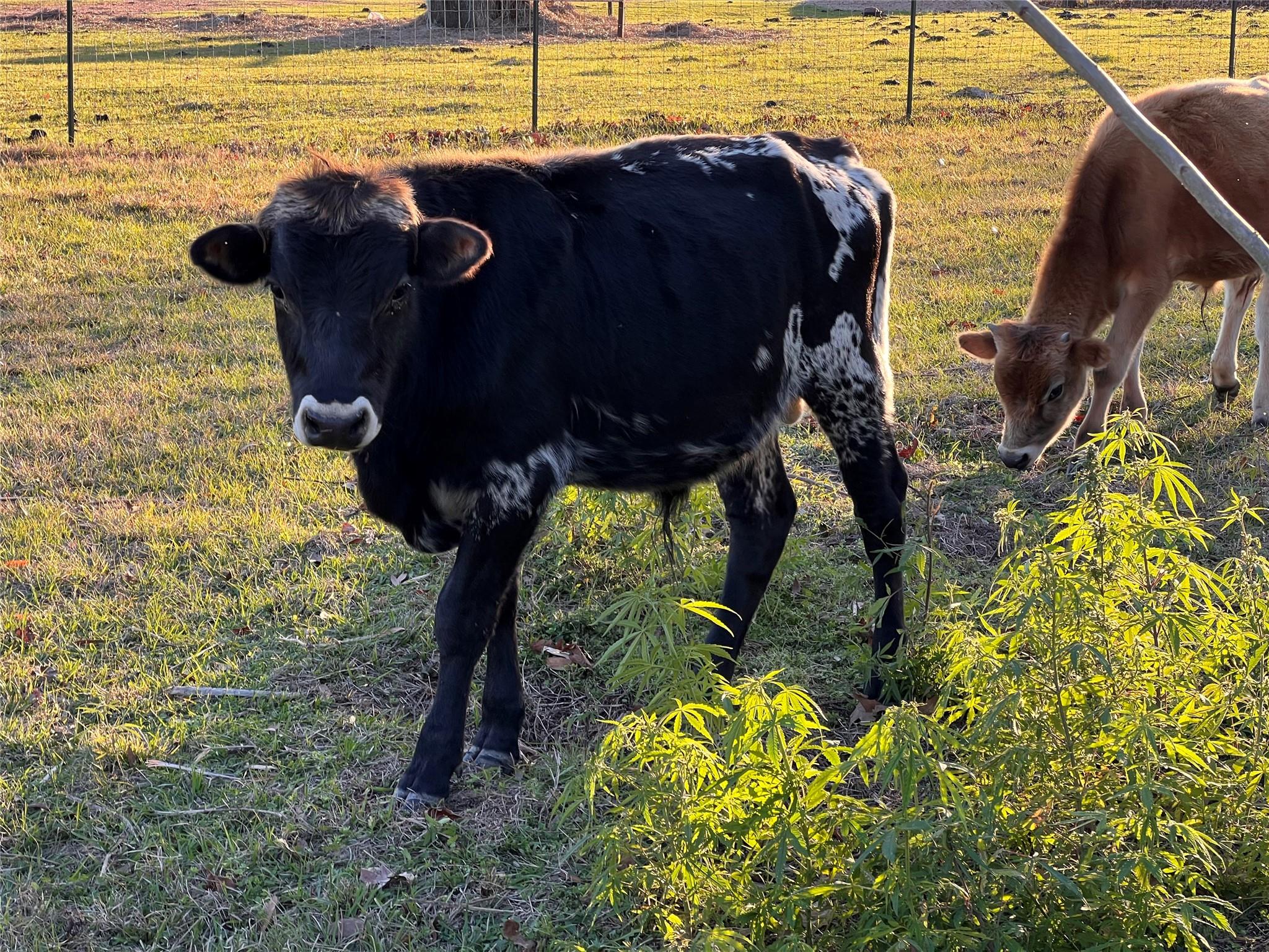 1799 Lilley Yeager Loop S