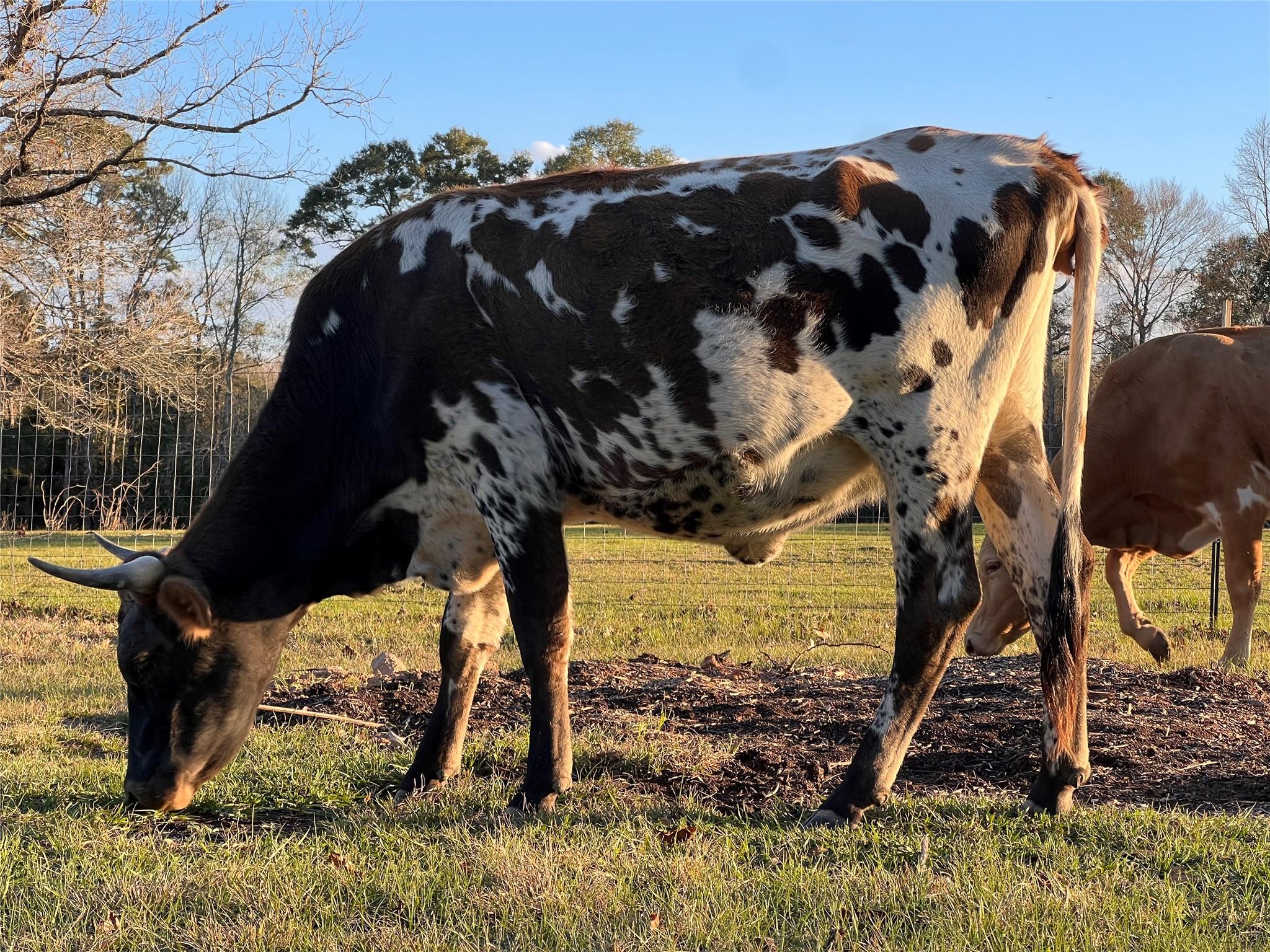 1799 Lilley Yeager Loop S