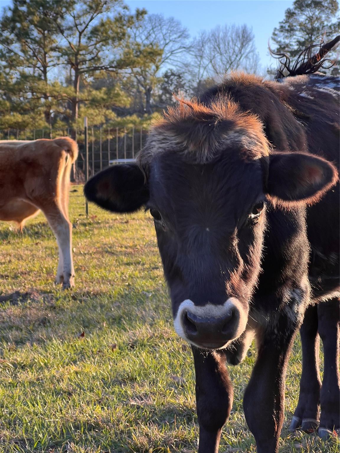 1799 Lilley Yeager Loop S