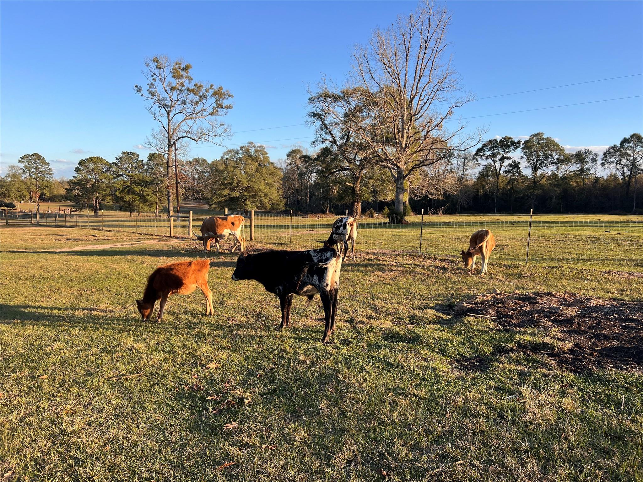 1799 Lilley Yeager Loop S