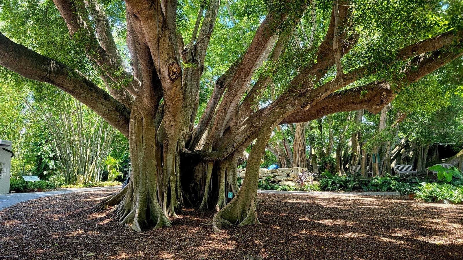 435 S GULFSTREAM AVE #1006