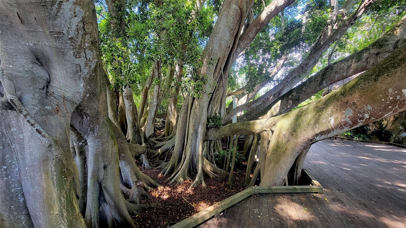 435 S GULFSTREAM AVE #1006