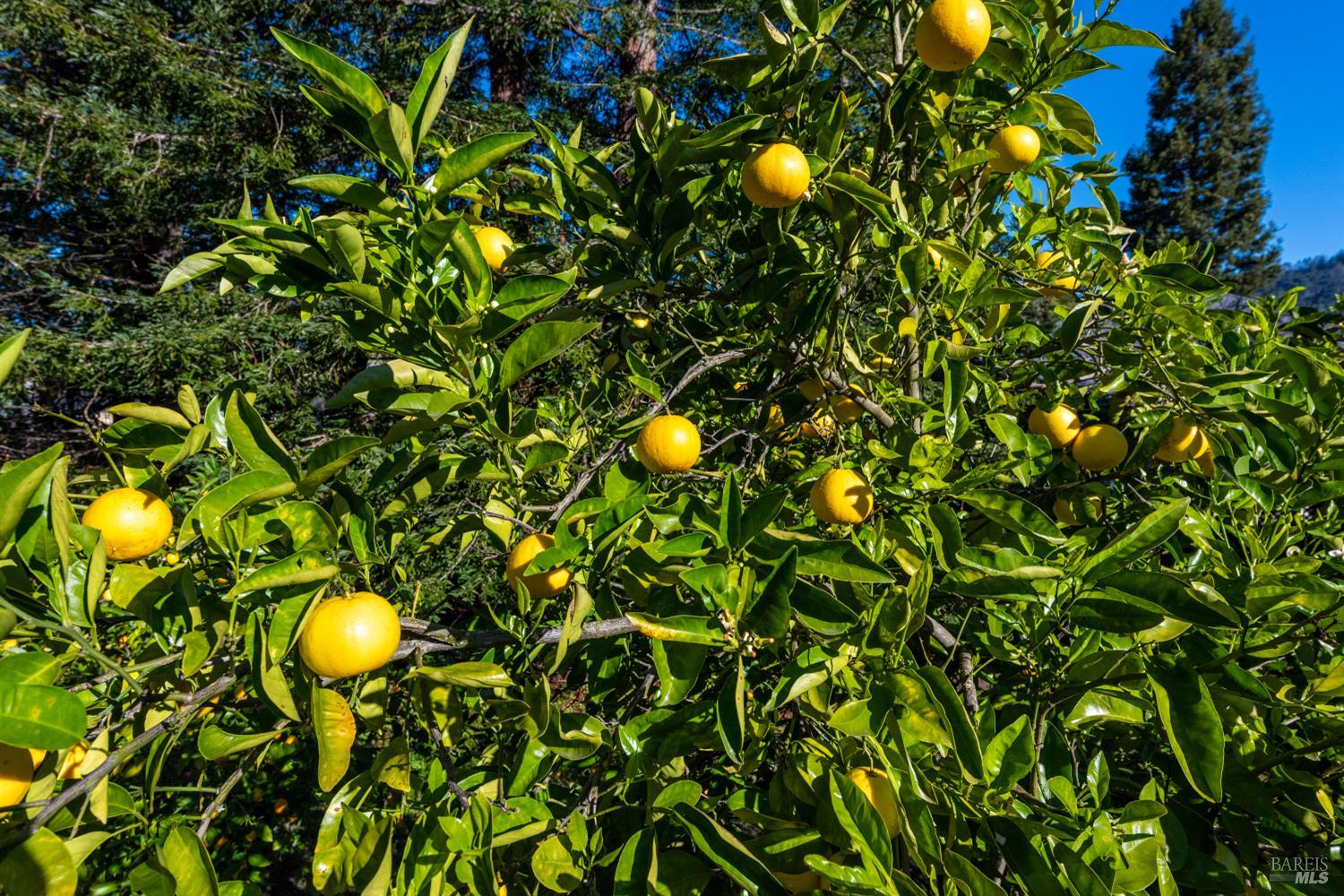 5445 Pine Hill Court