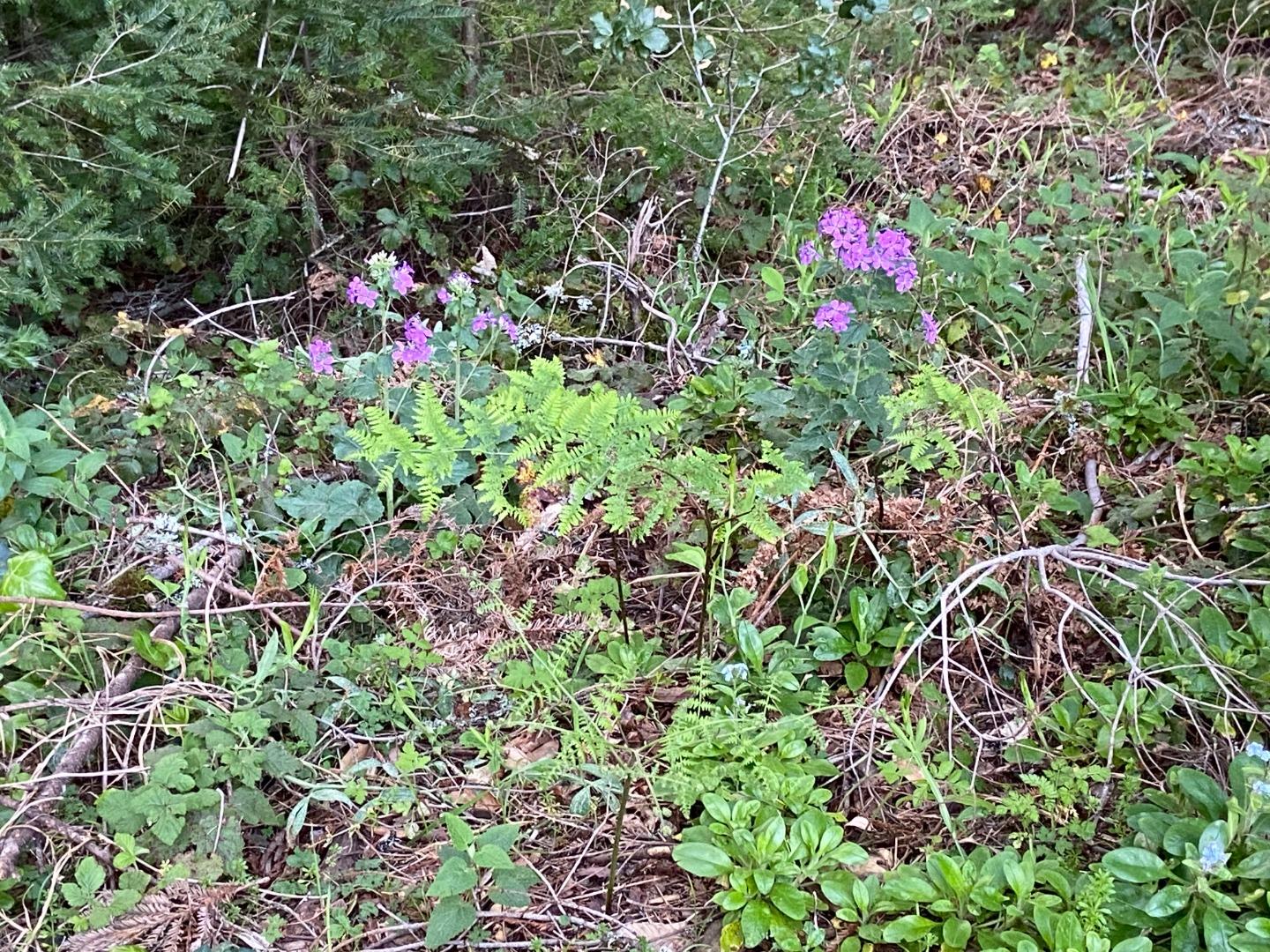 155 Native Sons Road