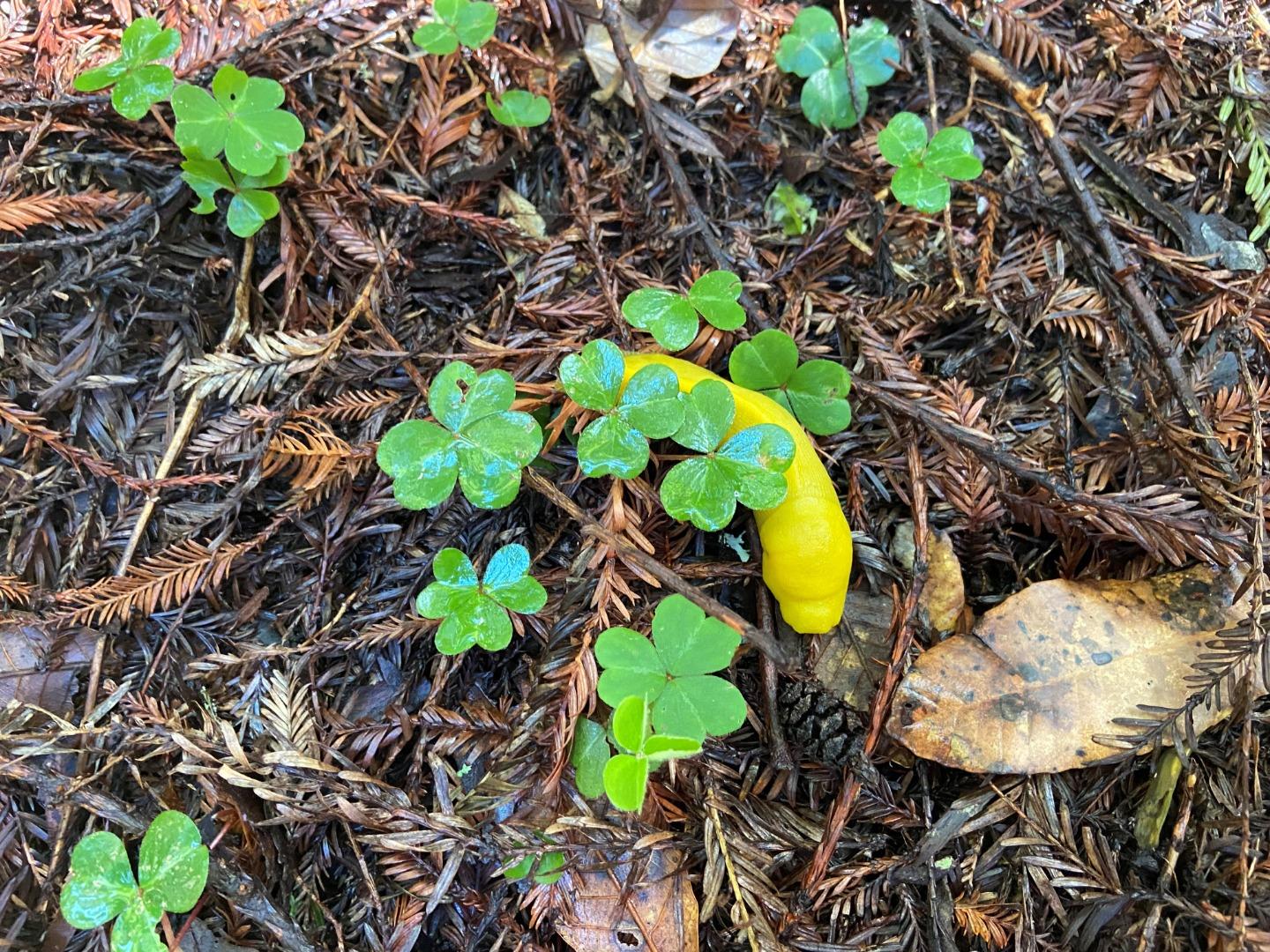 155 Native Sons Road