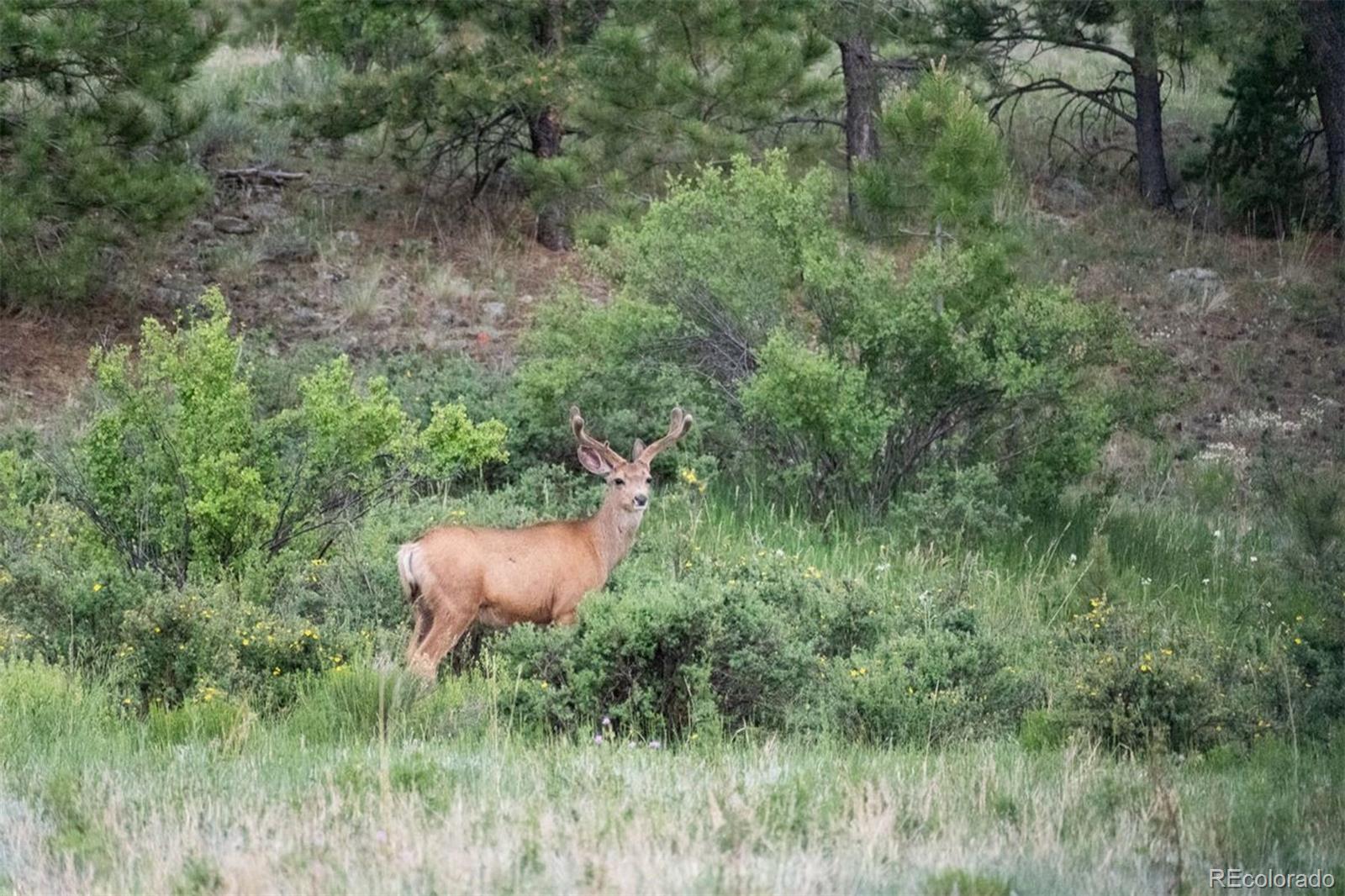 0 Big Buck Road