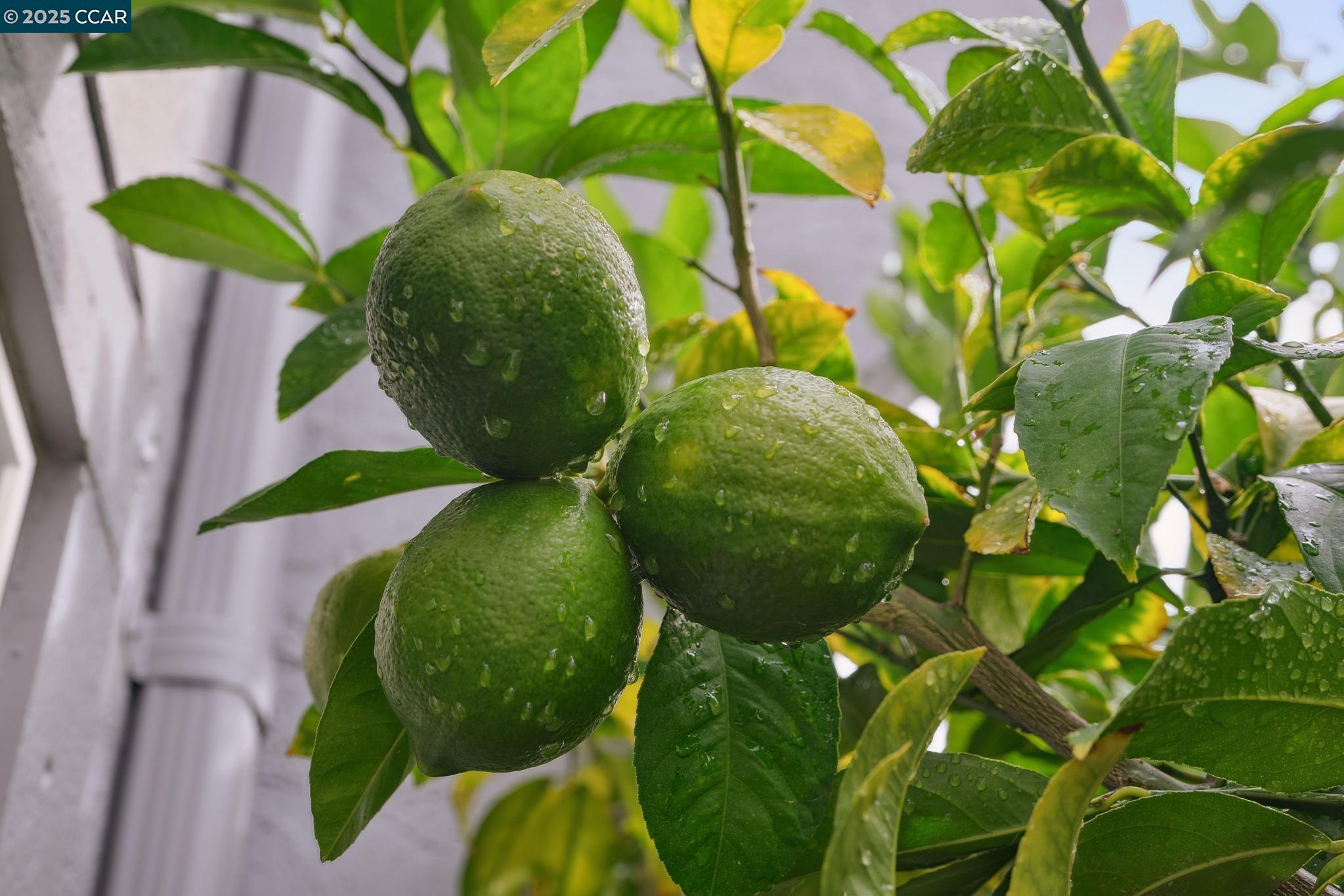 46 Sierra Ln, Walnut Creek