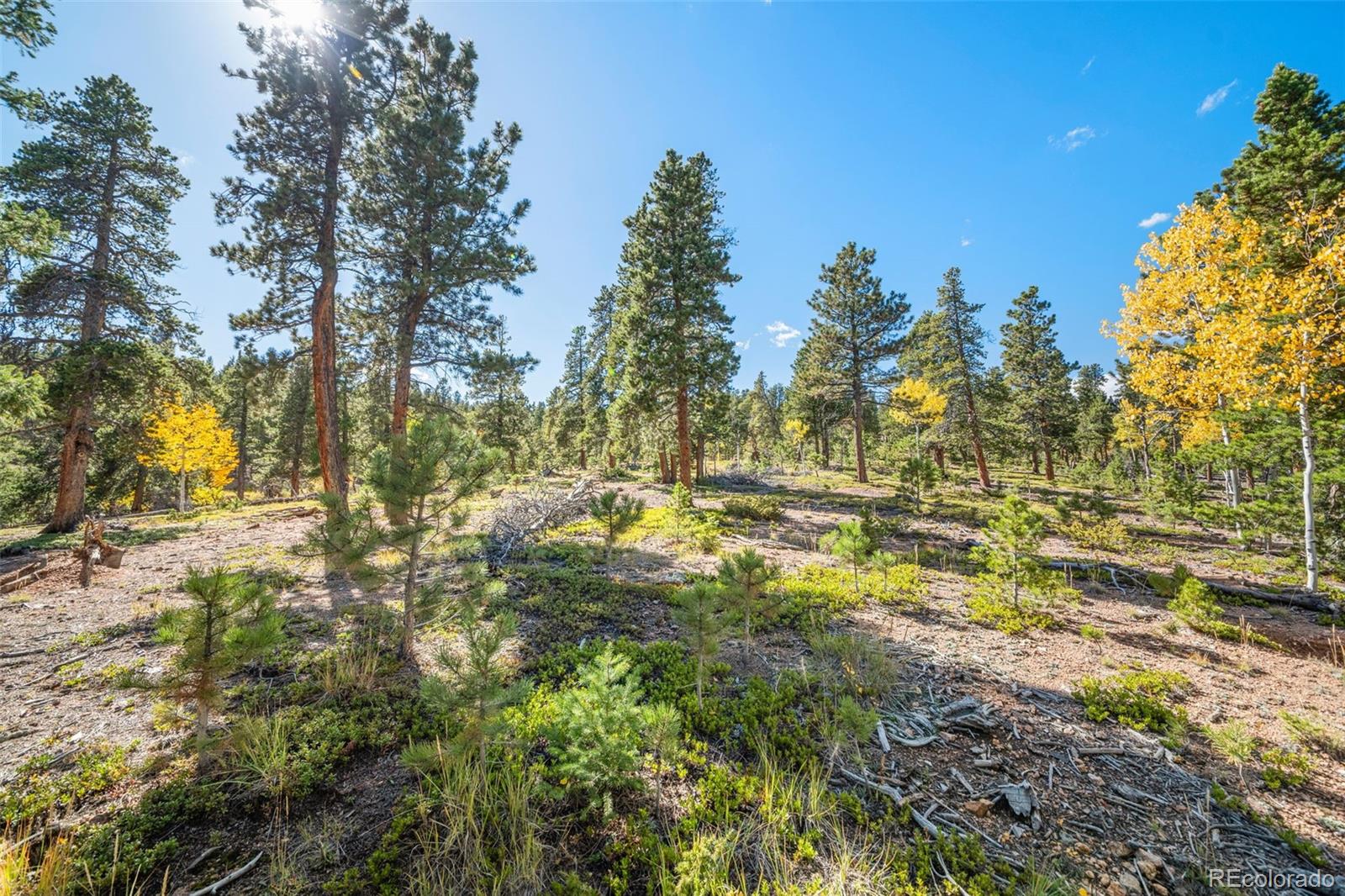 1001 Royal Ridge Drive