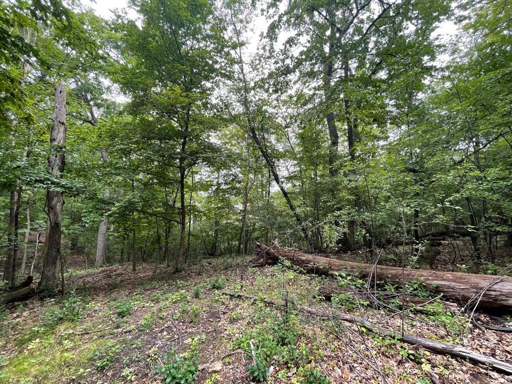 11919 Live Oak Drive