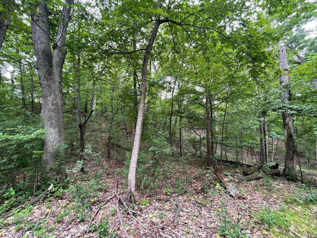 11919 Live Oak Drive