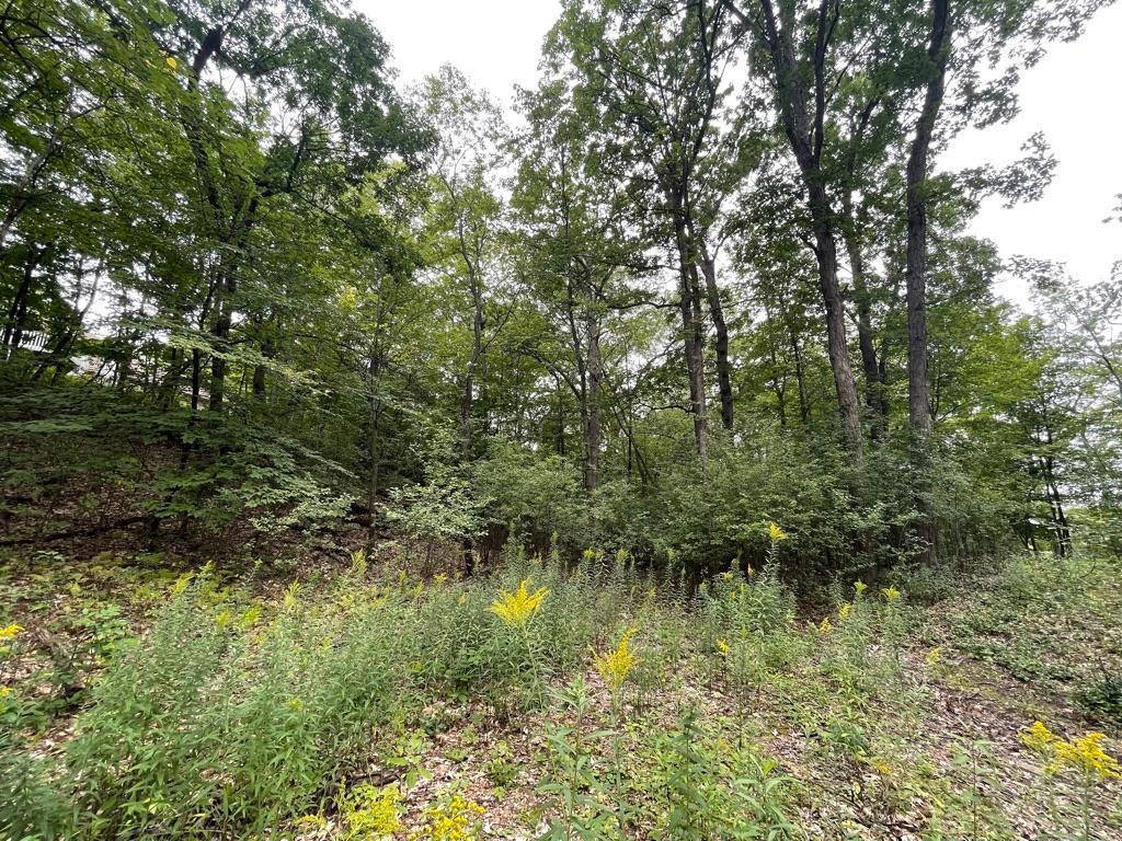 11919 Live Oak Drive
