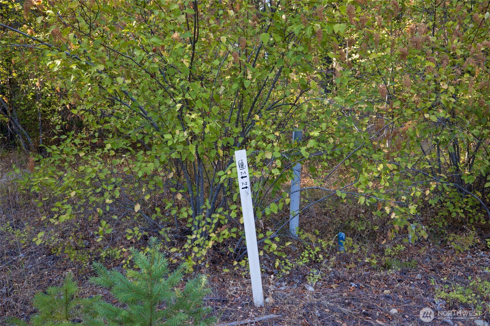 2040 Ruby King Loop