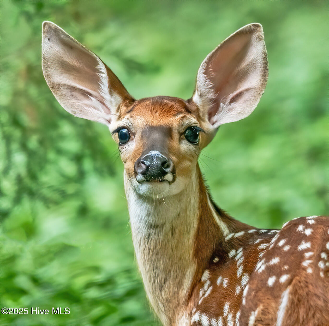 417 S Bald Head Wynd