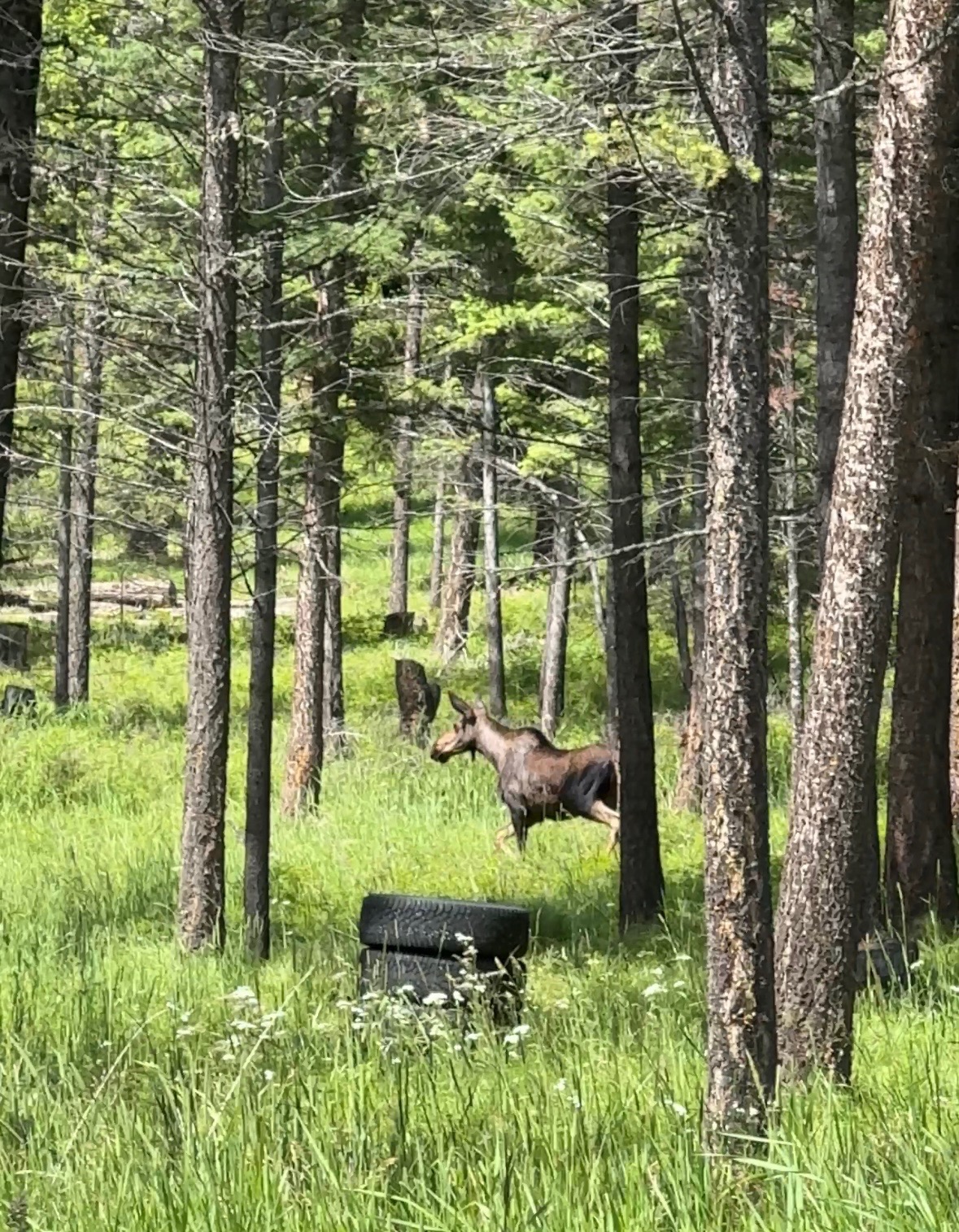 400 Buffalo Trail