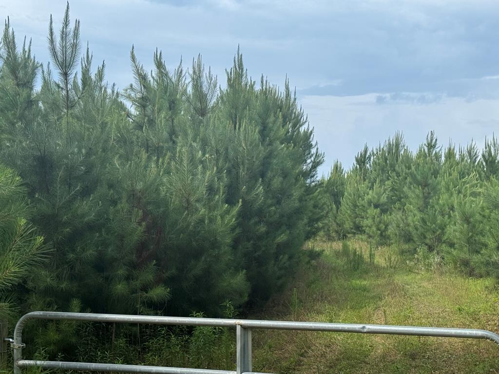 590 County Road 204