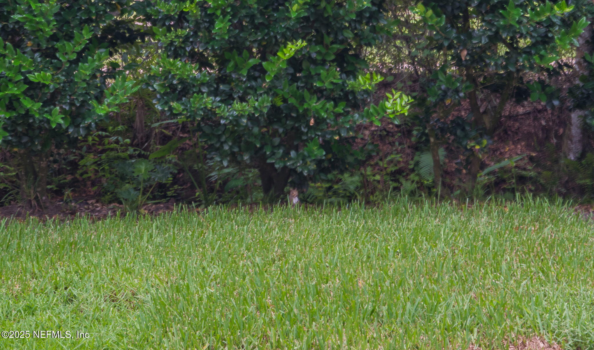 203 BUCK RUN Way, St. Augustine