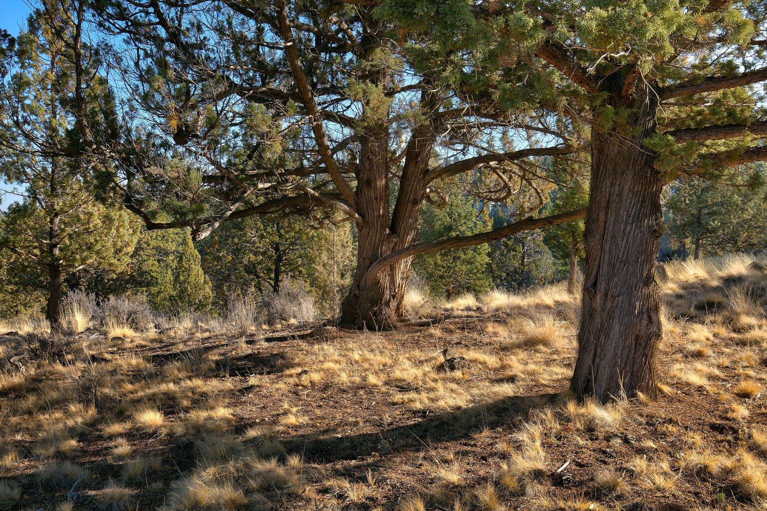 1584 NW Wild Rye Circle