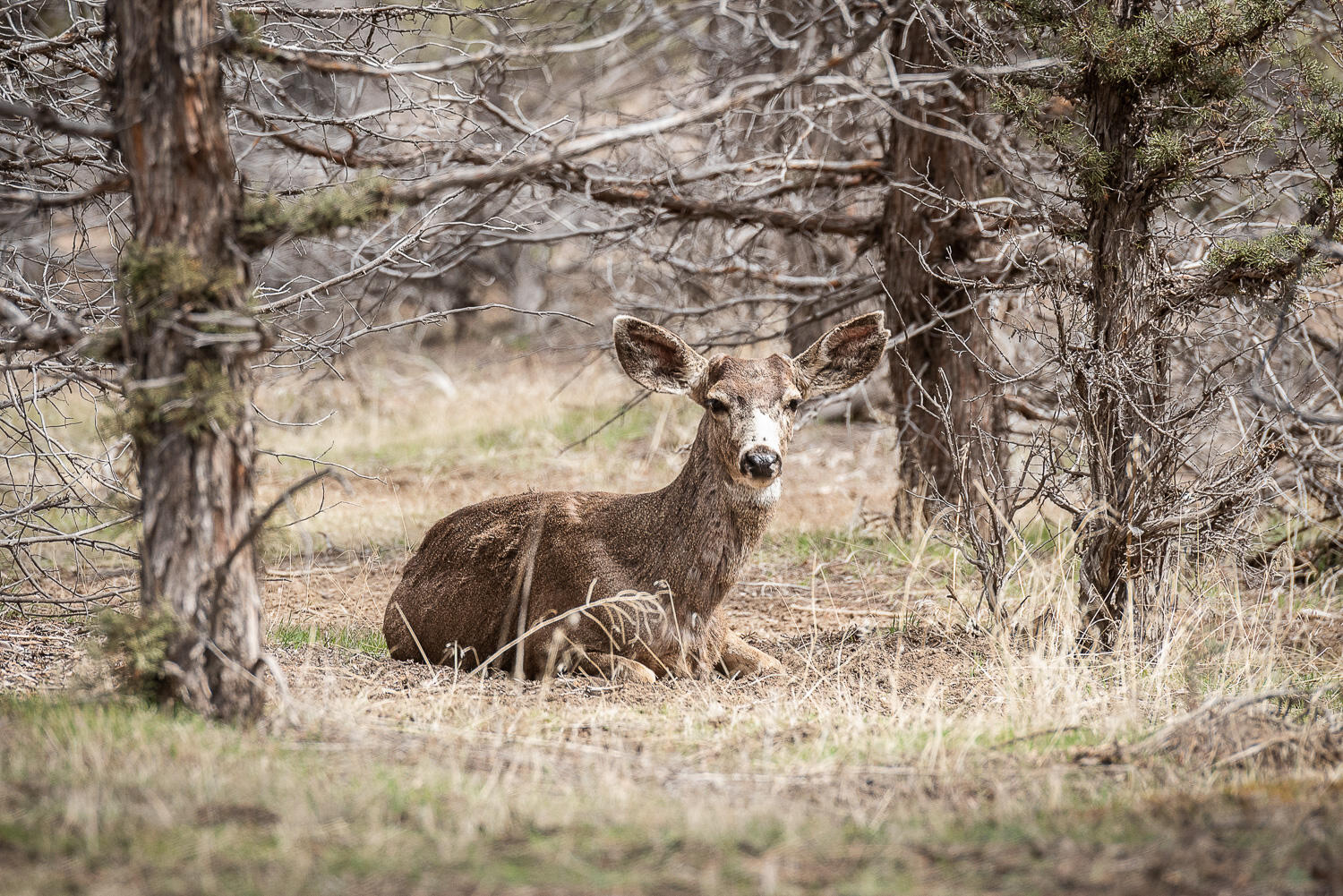 64174 Tumalo Rim Drive