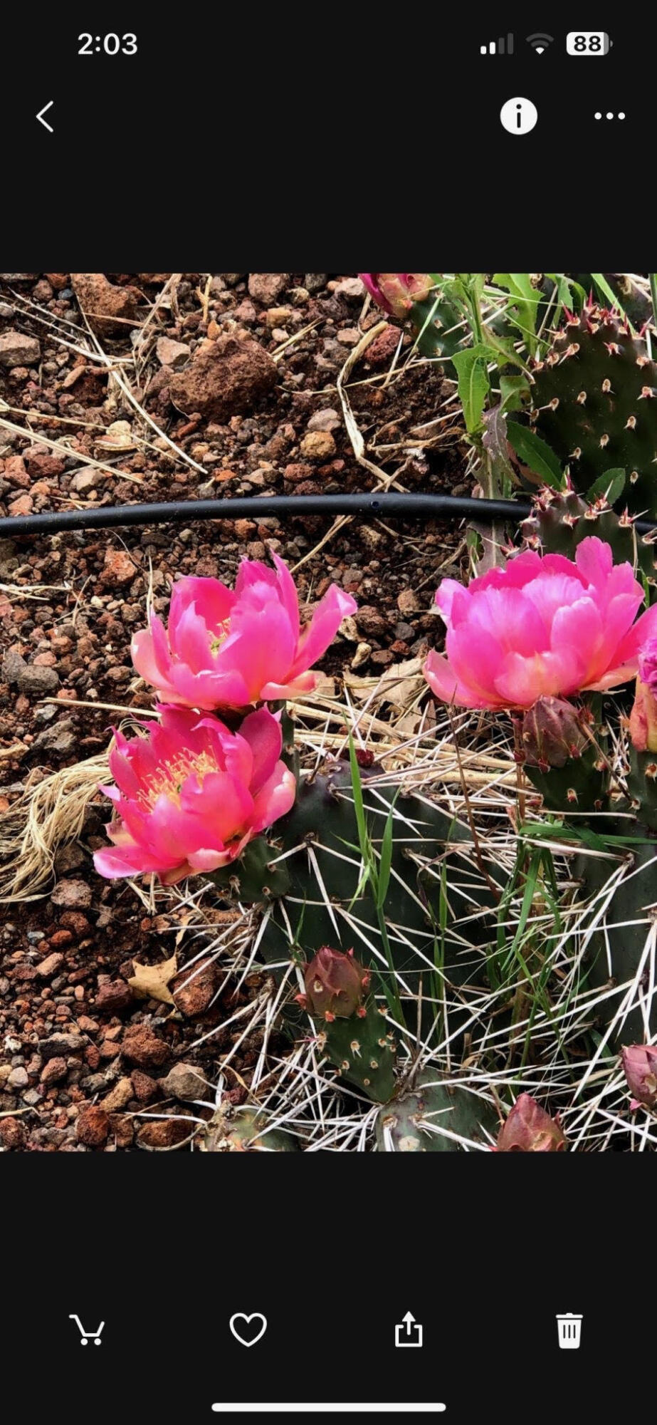 8550 SW Basalt Drive