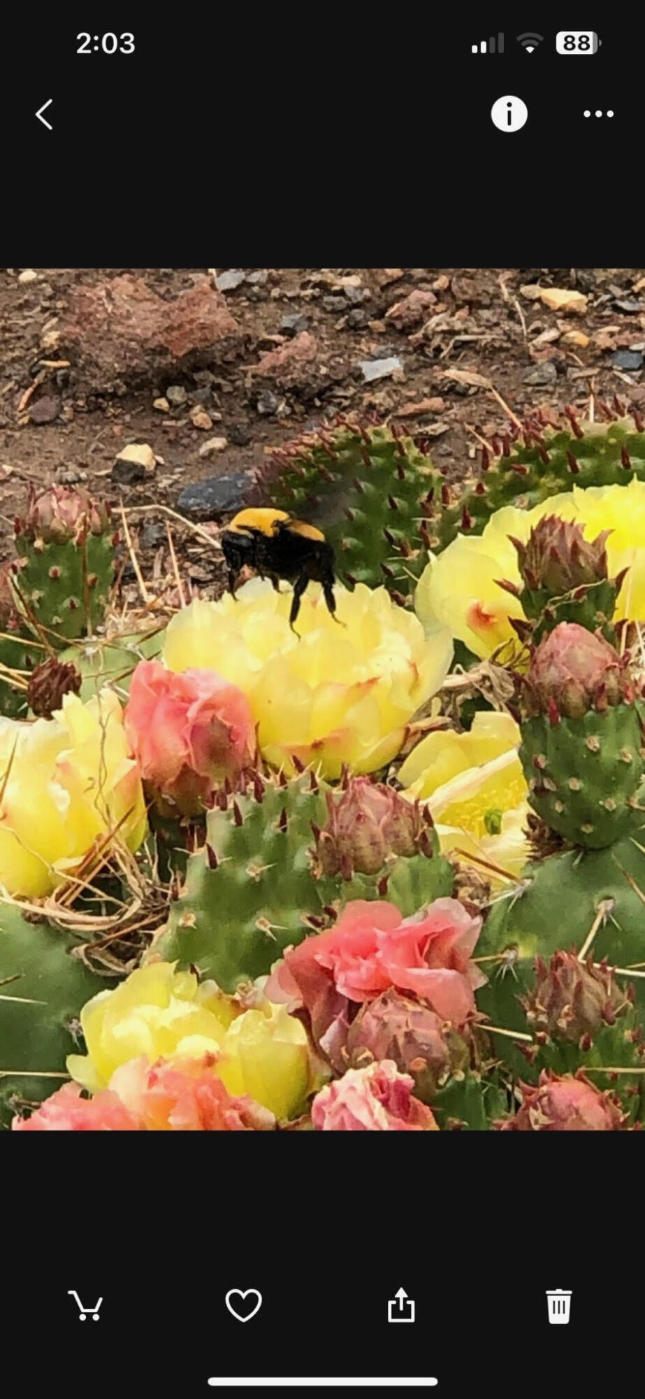 8550 SW Basalt Drive